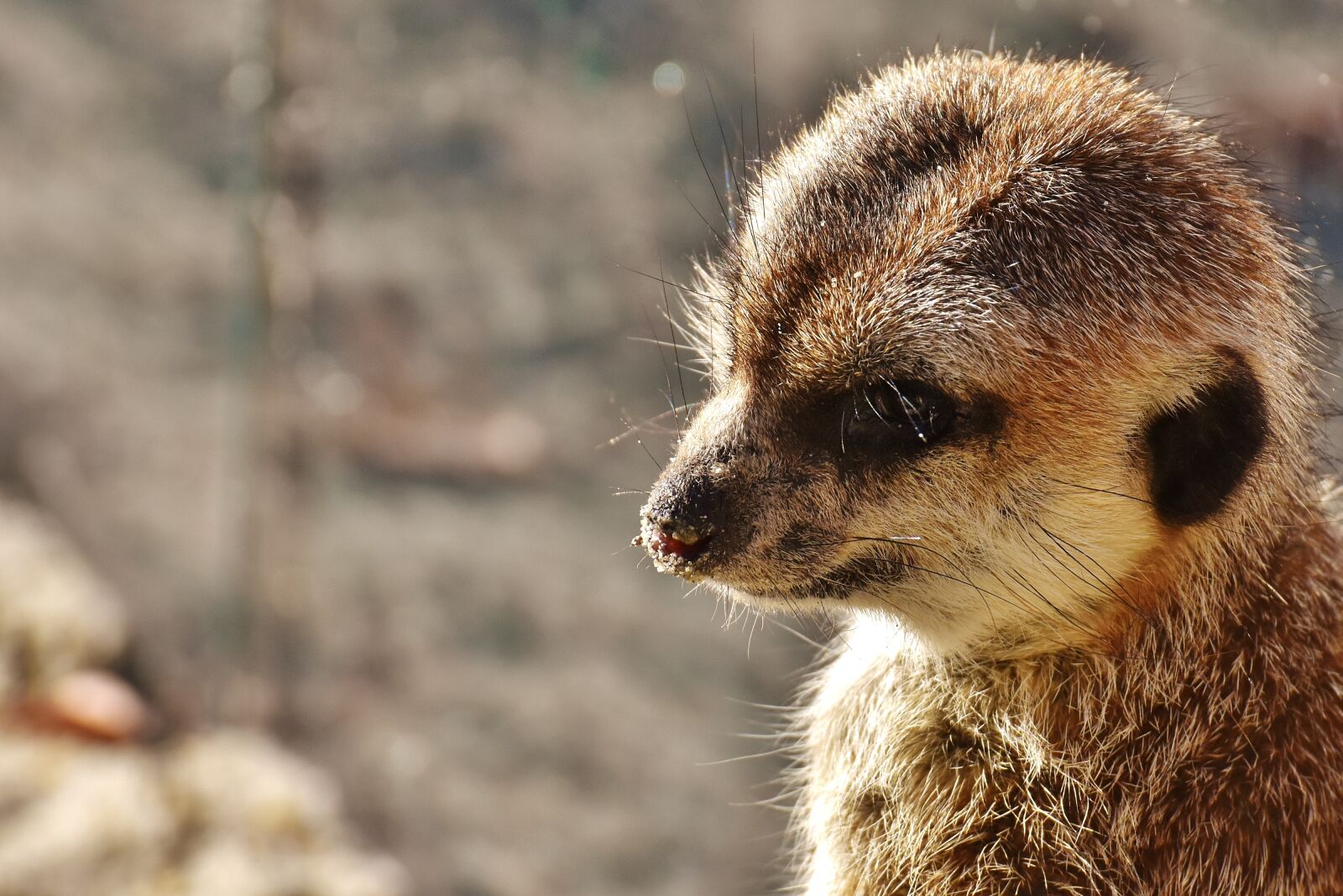 Nikon D7200 sample photo. Meerkat, cute, curious photography