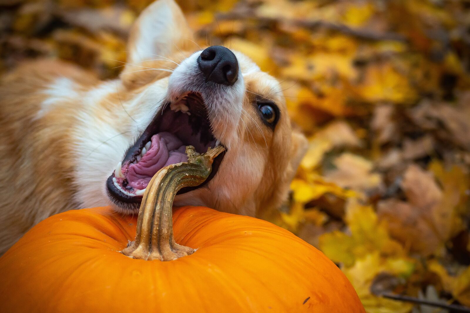 Nikon D3200 sample photo. Welsh corgi pembroke, corgi photography