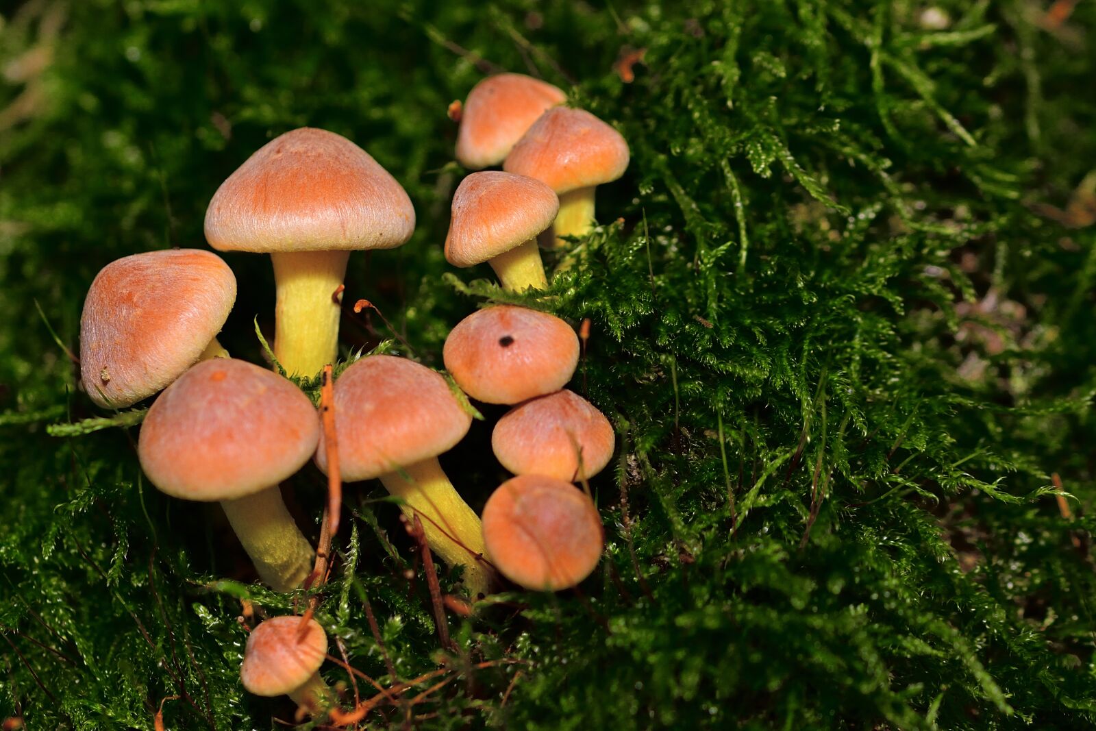Nikon D5200 sample photo. Forest, mushrooms, nature photography
