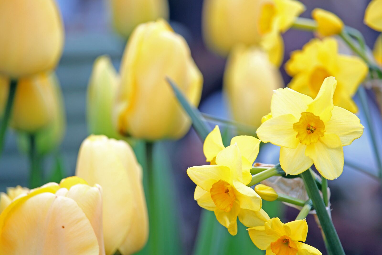Canon EOS 700D (EOS Rebel T5i / EOS Kiss X7i) sample photo. Daffodils, osterglocken, spring photography