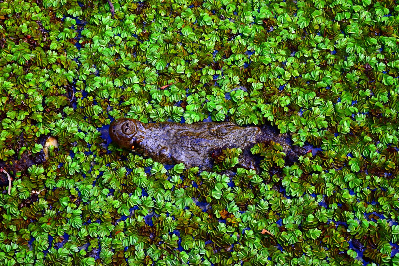 Nikon D3300 sample photo. Nature, crocodile, desktop background photography