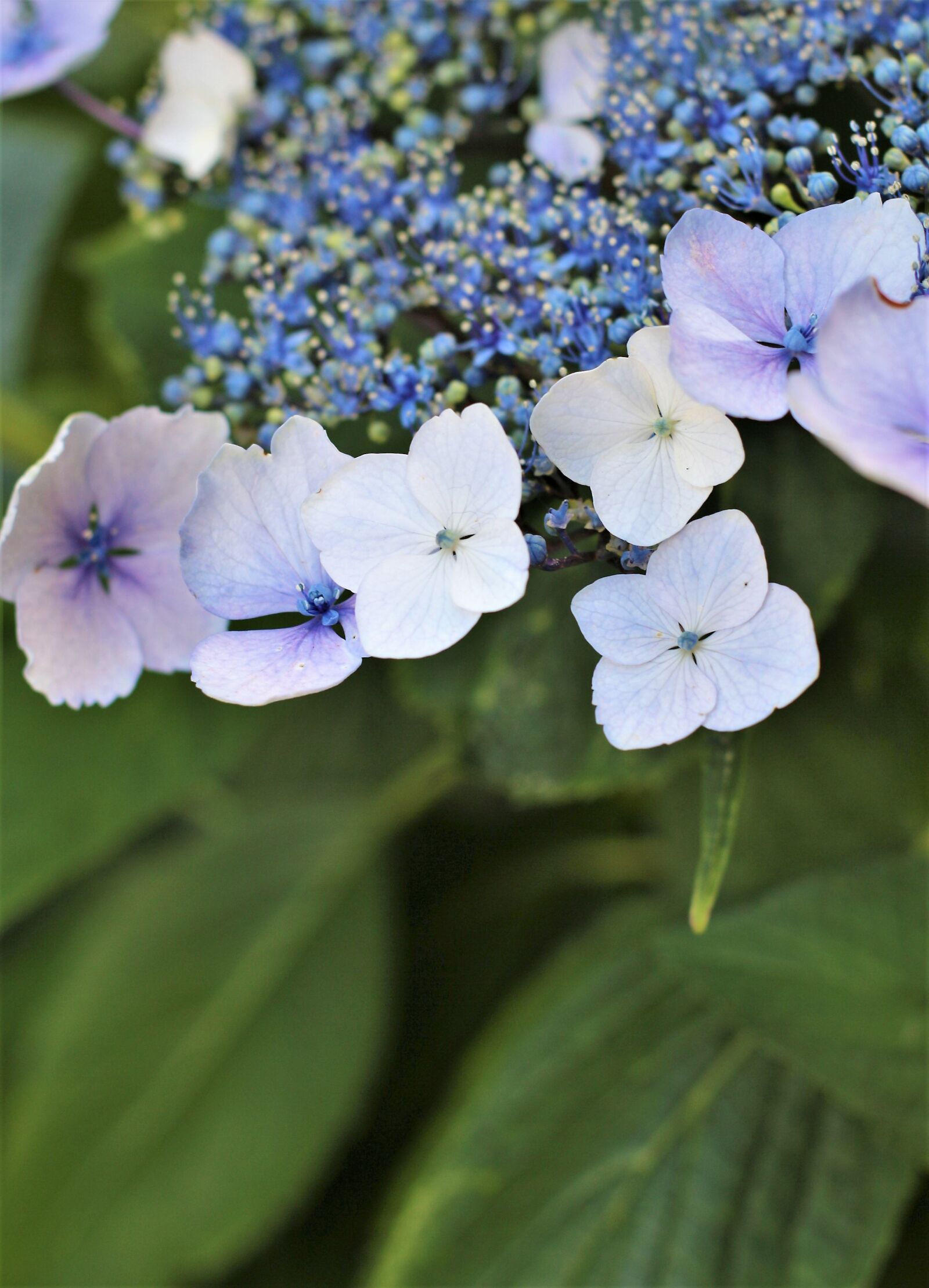 Canon EOS 700D (EOS Rebel T5i / EOS Kiss X7i) sample photo. Flower, hydrangea, garden photography