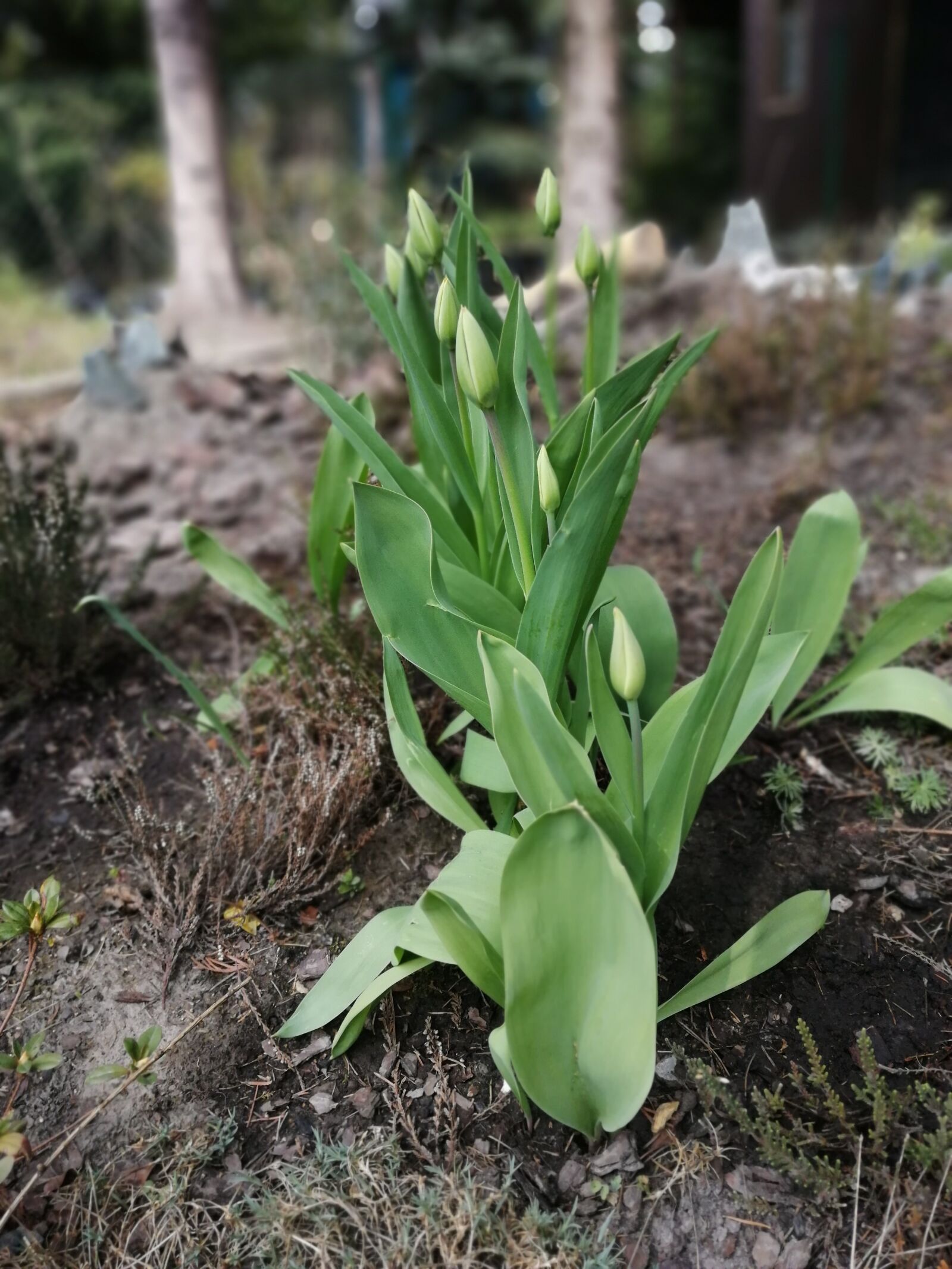 HUAWEI SNE-LX1 sample photo. Flower, spring, green photography