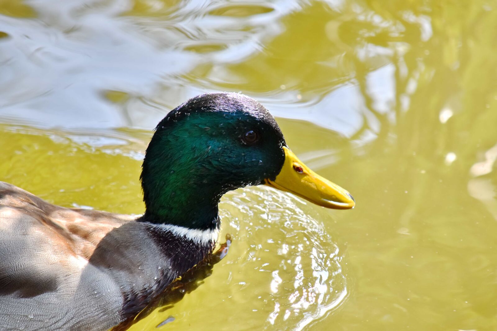 Nikon D5500 sample photo. Beak, head, moisture, natural photography