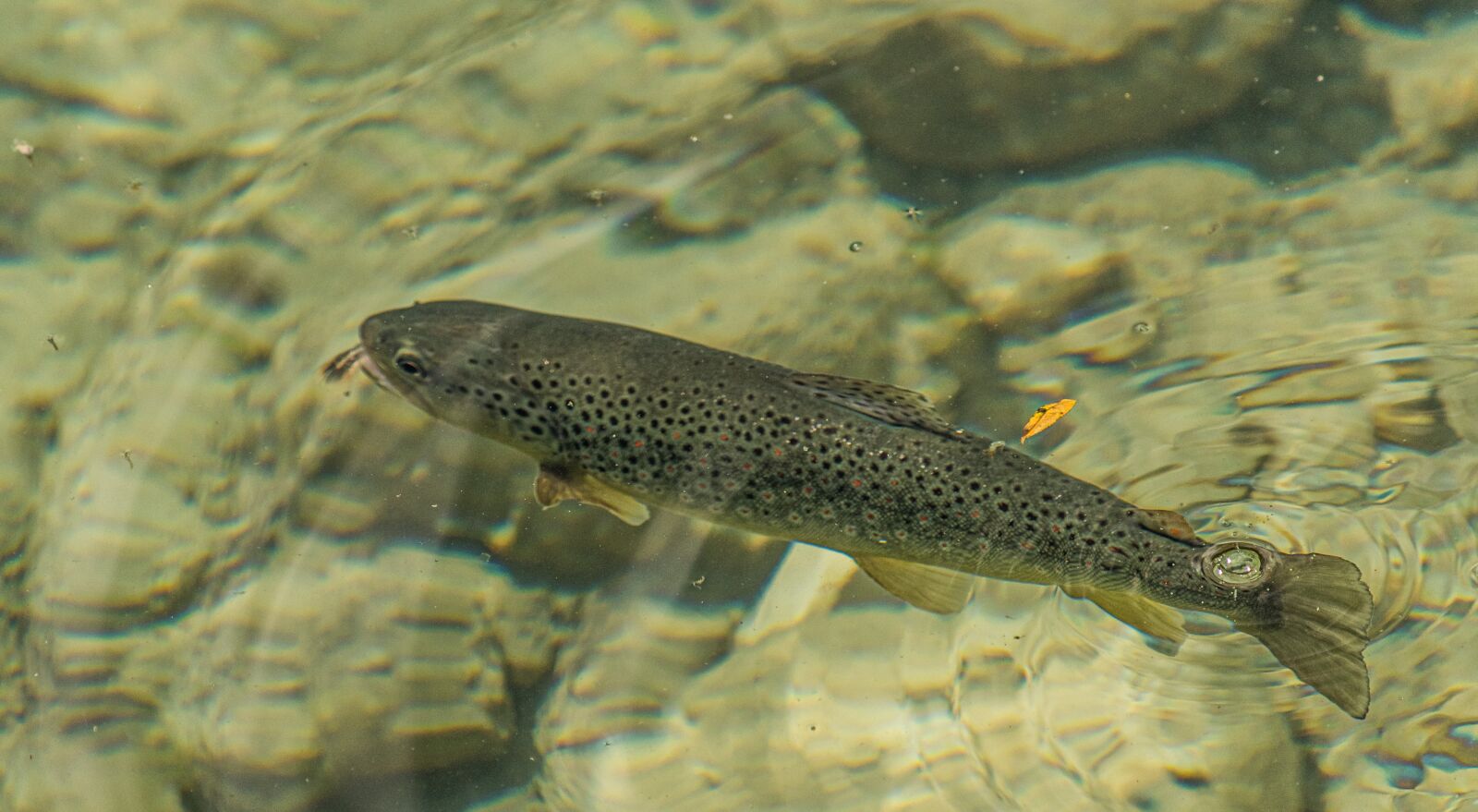 Nikon D500 sample photo. Trout, fish, brook trout photography