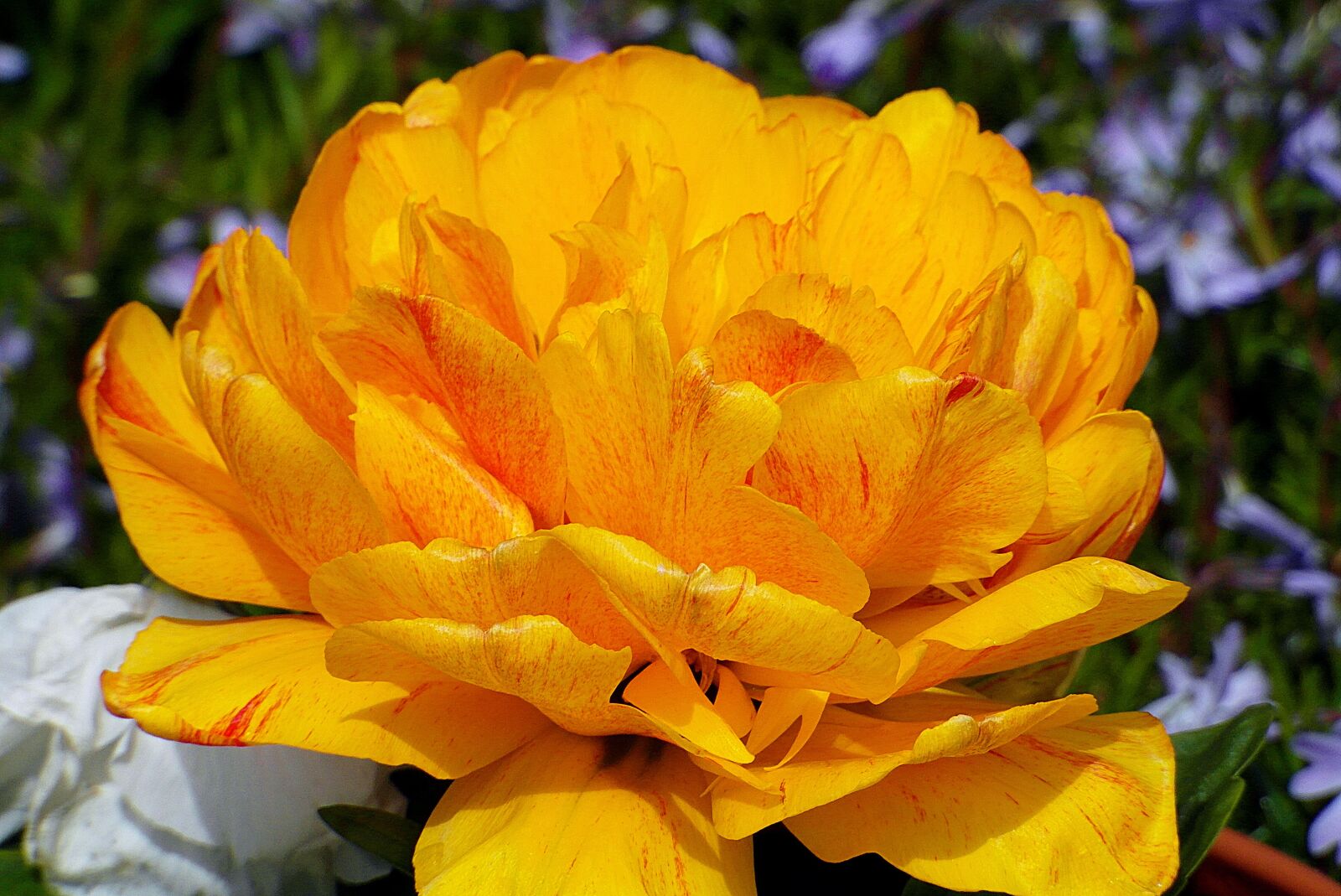 Samsung WB750 sample photo. Tulip, flower, orange photography
