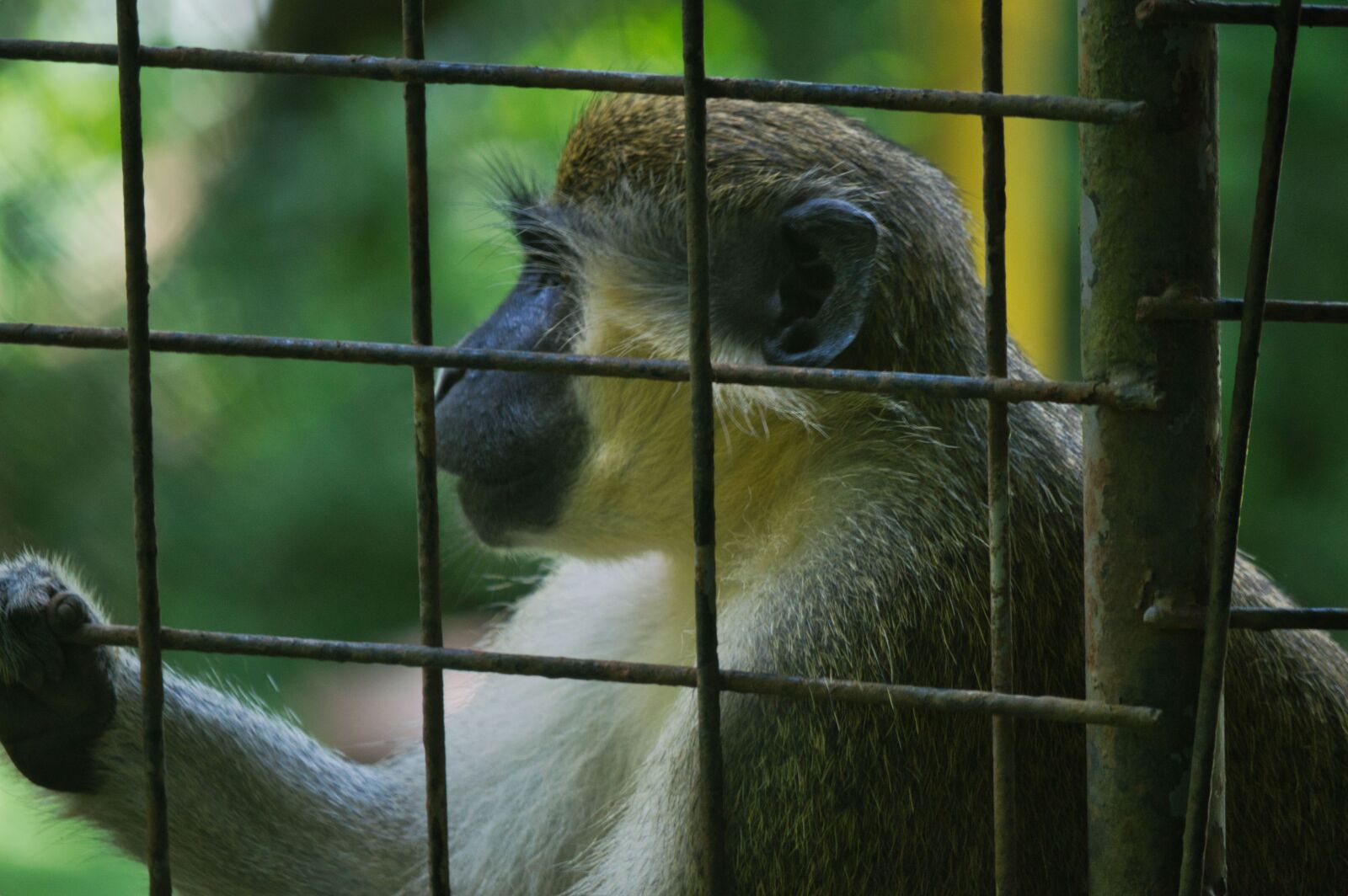 Nikon D3200 sample photo. Mono, costa rica, animals photography
