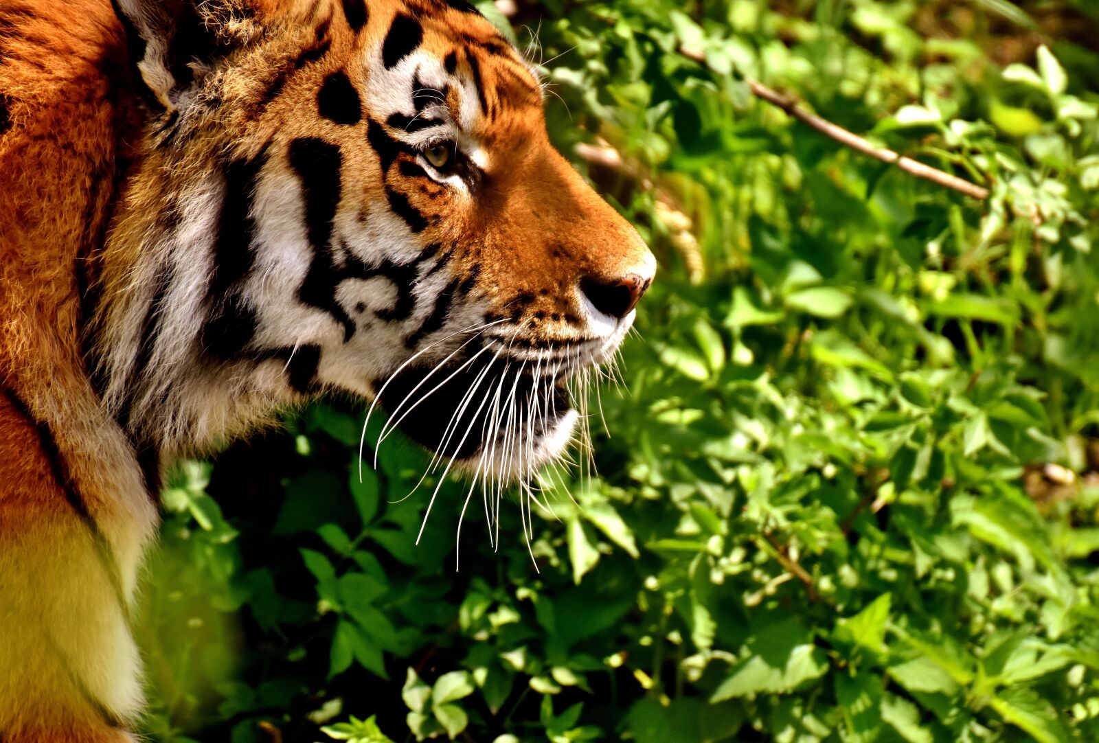 Nikon D7200 sample photo. Tiger, predator, fur photography