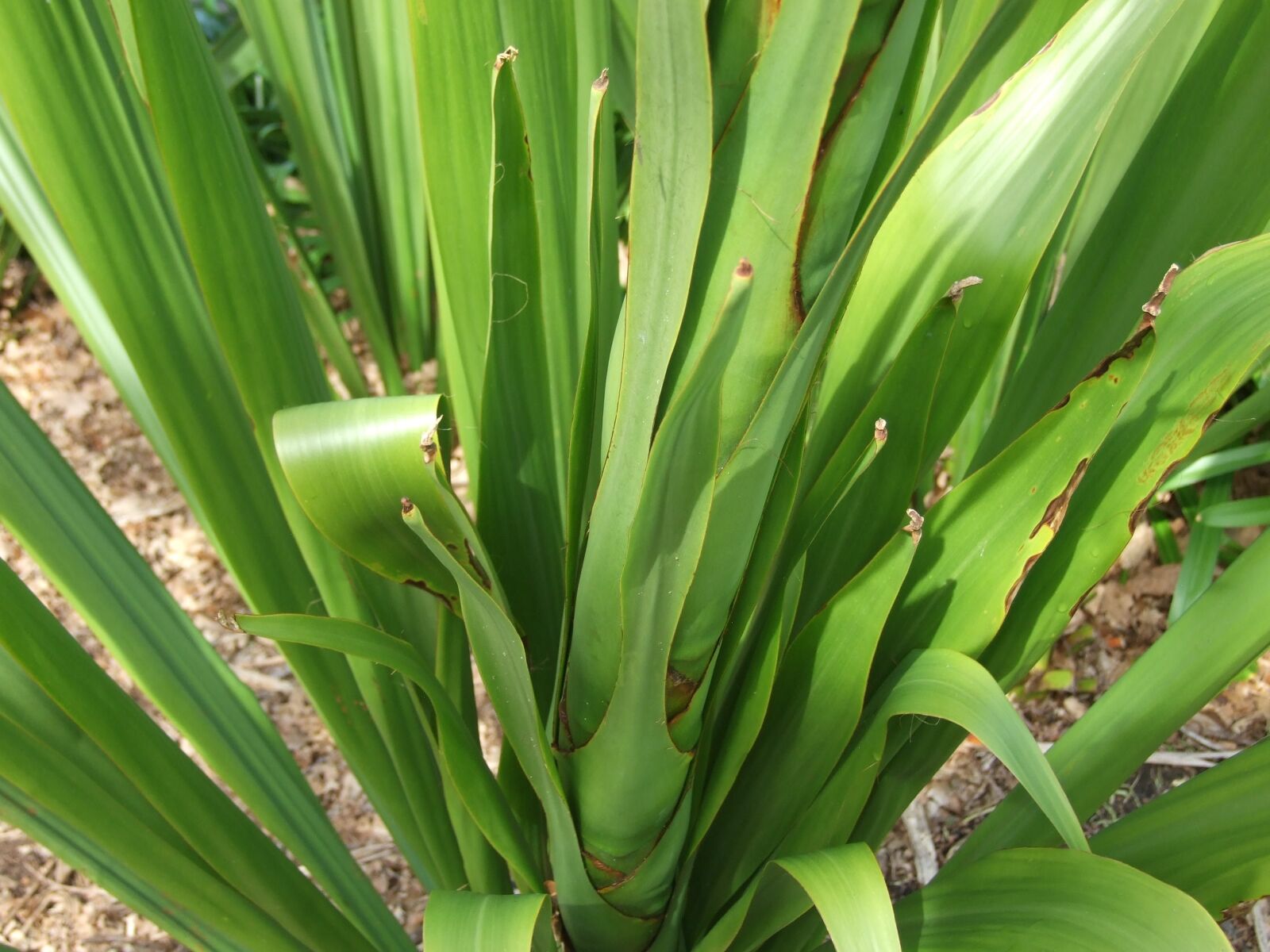 Fujifilm FinePix S6500fd sample photo. Green, nature, plant photography