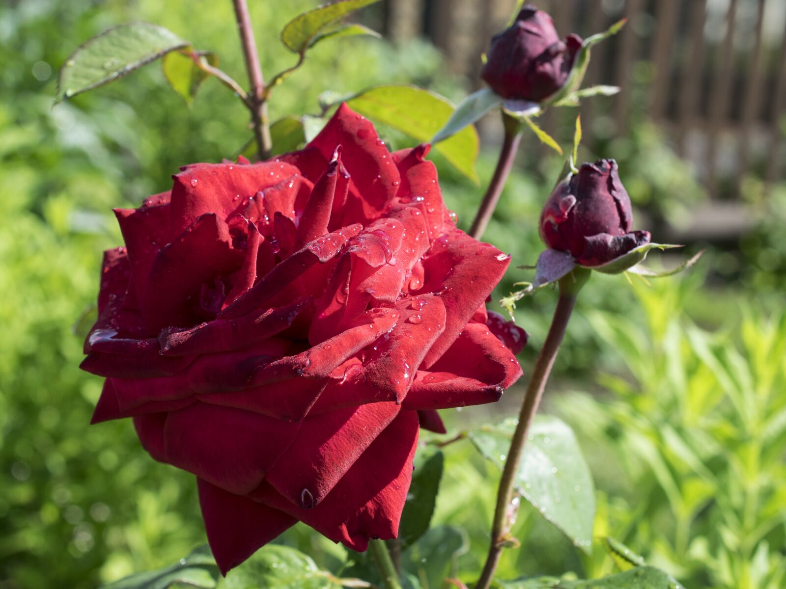 Nikon D3300 sample photo. Rose, flower, blossom photography