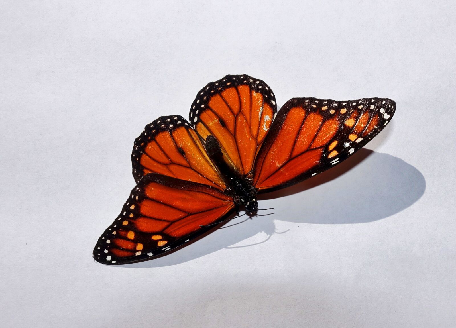 Sony Cyber-shot DSC-RX100 III sample photo. Butterfly, colourful, australian photography