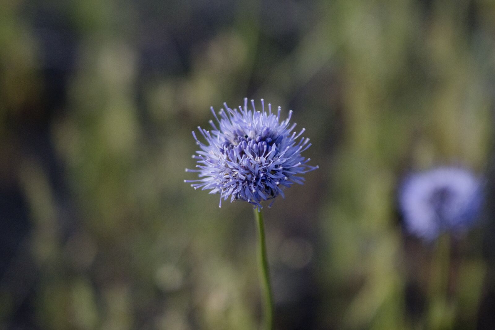 Canon EOS 760D (EOS Rebel T6s / EOS 8000D) sample photo. Flower, violet, spring photography