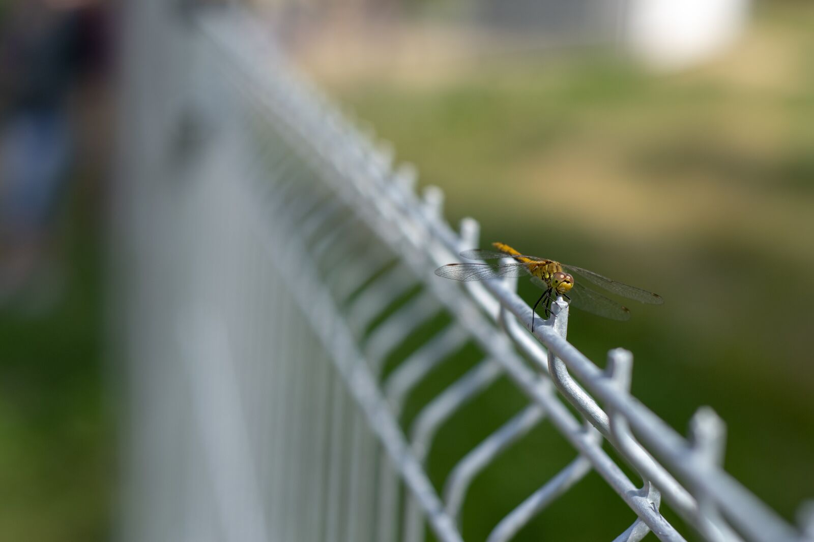 Nikon D5300 sample photo. Insect, the fence, nature photography