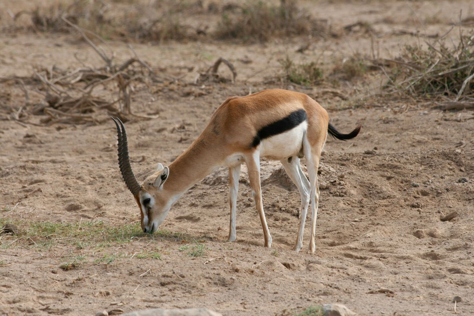 Canon EOS 400D (EOS Digital Rebel XTi / EOS Kiss Digital X) sample photo. Gazelle, kenya, safari photography