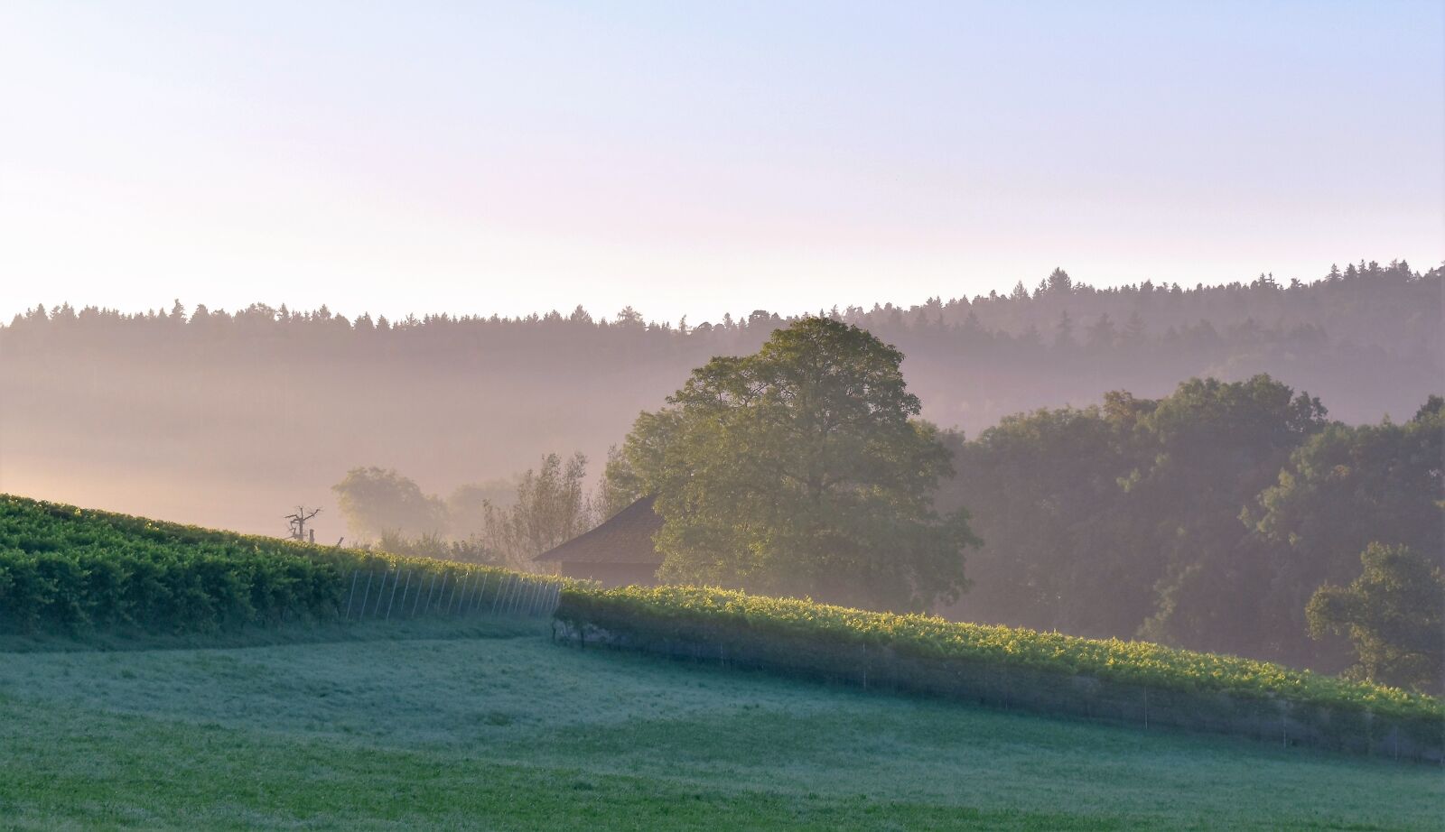 Nikon D5500 sample photo. Landscape, hill, fog photography