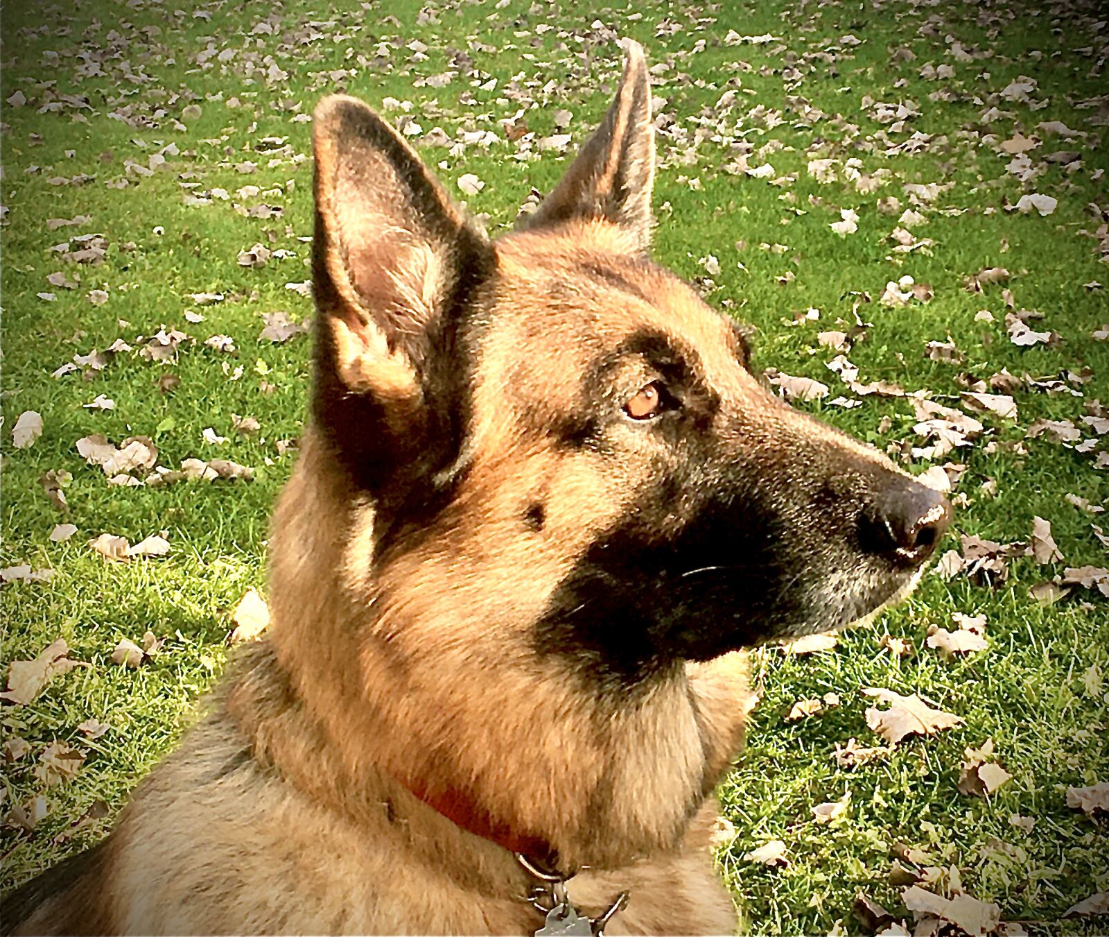 iPhone 6s Plus back camera 4.15mm f/2.2 sample photo. German shepherd, gsd, dog photography