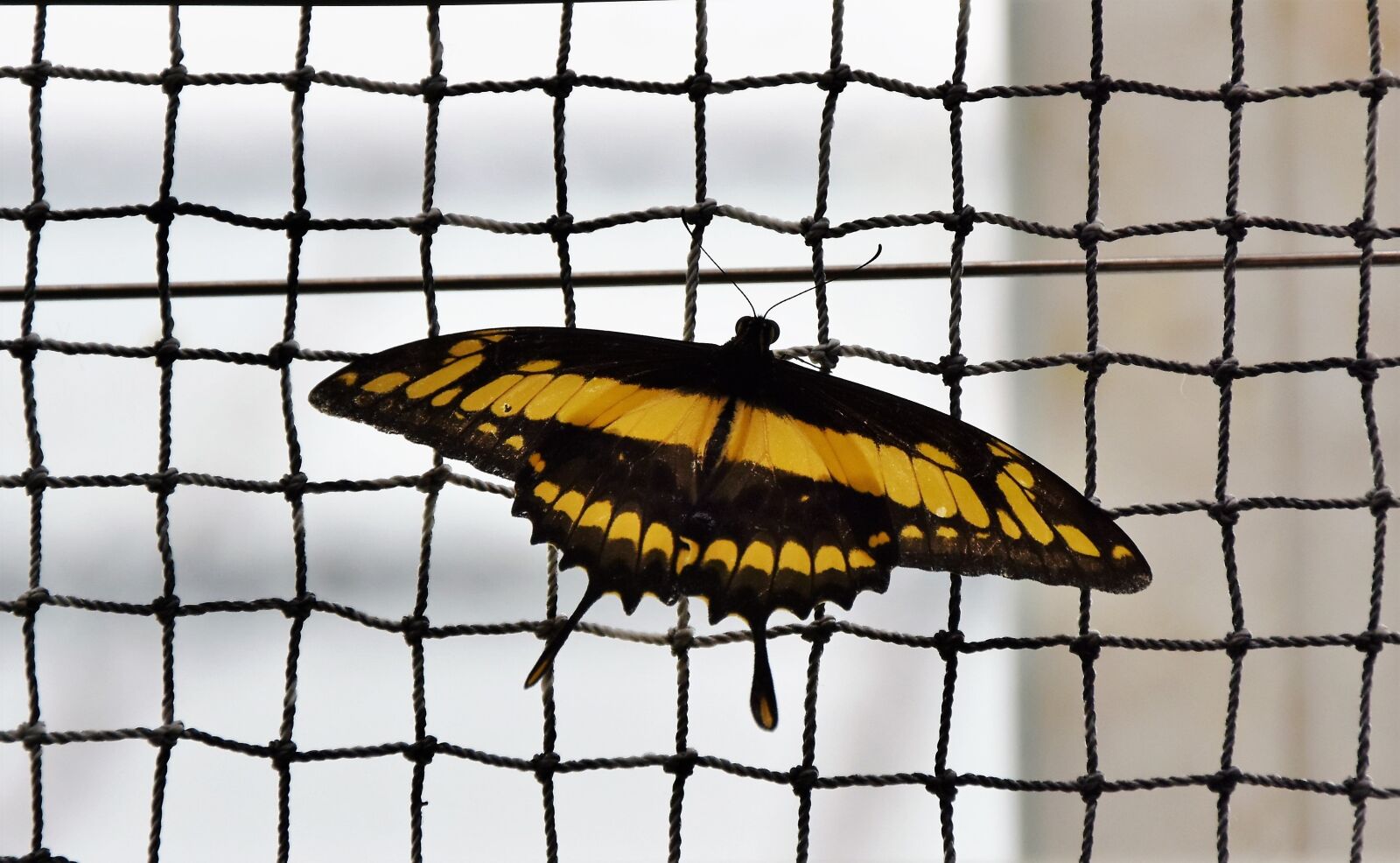 Nikon D7200 sample photo. Butterfly, schwalbenschwänzchen, insect photography