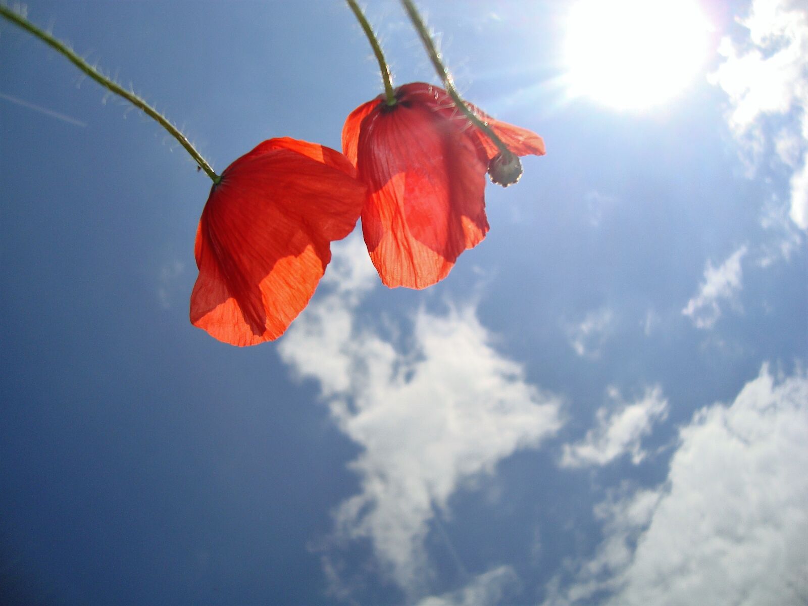Sony DSC-W125 sample photo. Poppies, flowers, sky photography