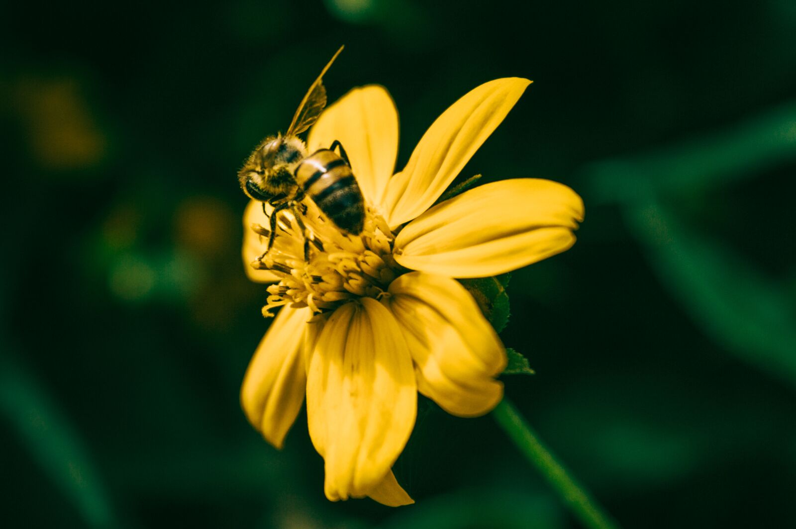 Nikon D3200 sample photo. Nature, insect, flower photography