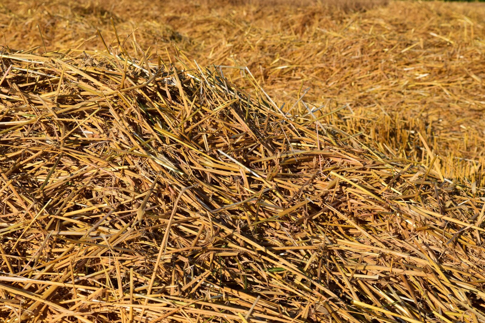 Nikon D3300 sample photo. Background, straw, harvested photography