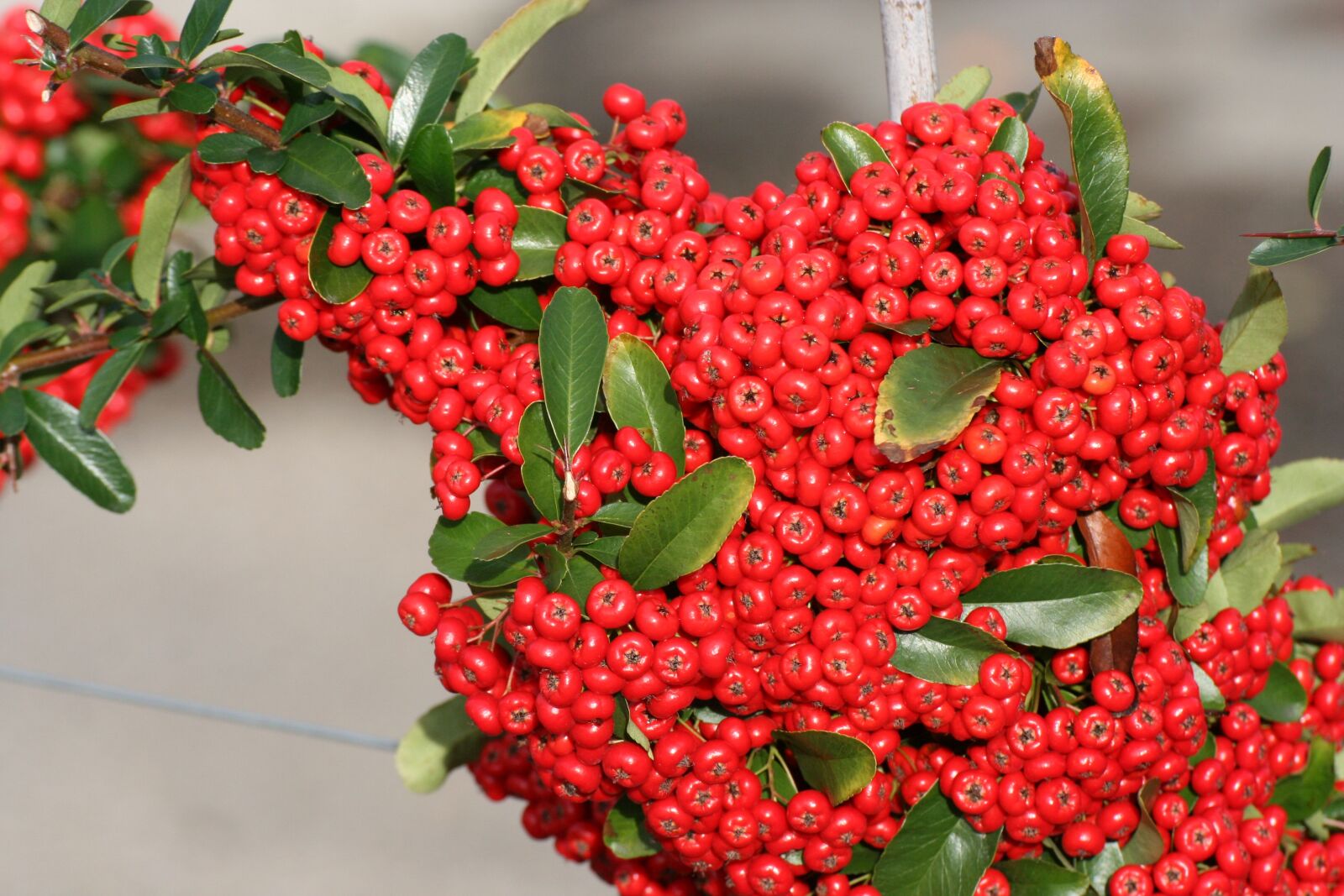 Canon EOS 350D (EOS Digital Rebel XT / EOS Kiss Digital N) sample photo. Firethorn, yellow, berry photography