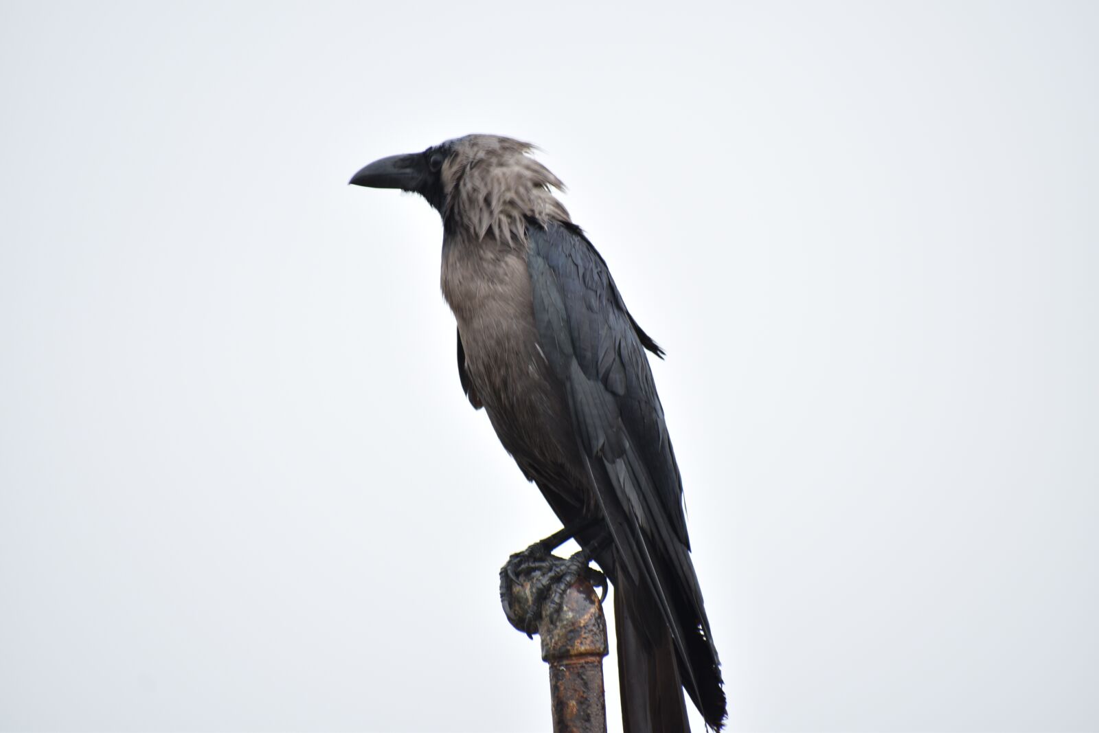 Nikon D5600 sample photo. Perching bird, crow, greynecked photography