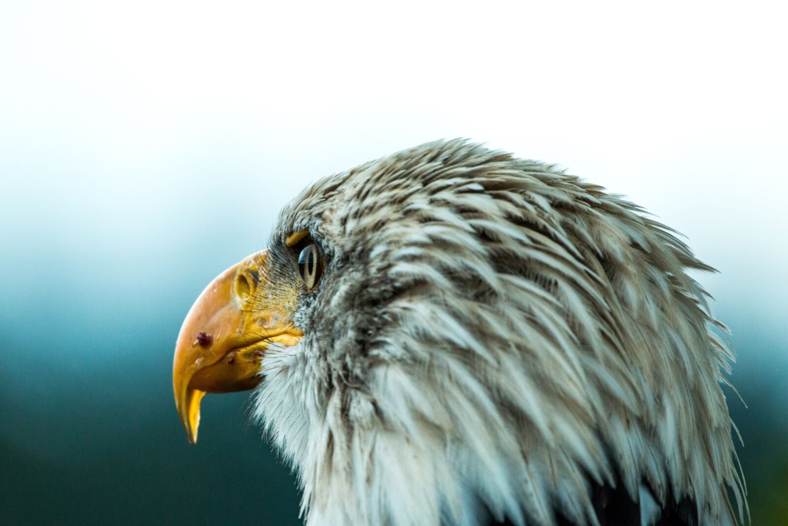 150-600mm F5-6.3 DG OS HSM | Contemporary 015 sample photo. Bald eagle, haliaeetus leucocephalus photography