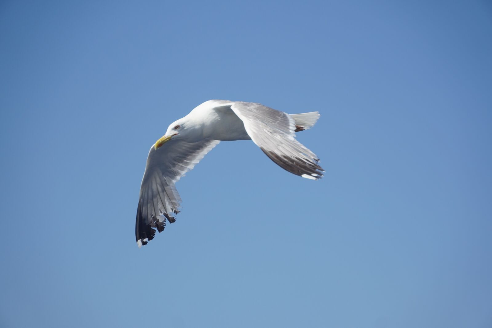 Sony a6400 sample photo. Seagull, flying, sea photography