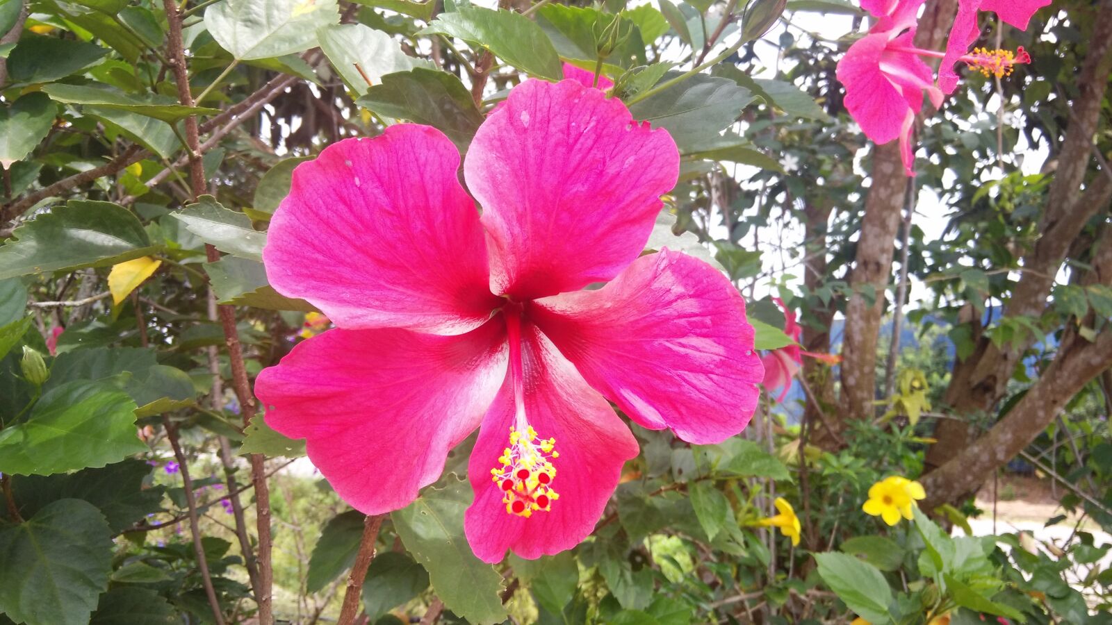 Xiaomi MI3 sample photo. Flower, hibiscus, blossom photography