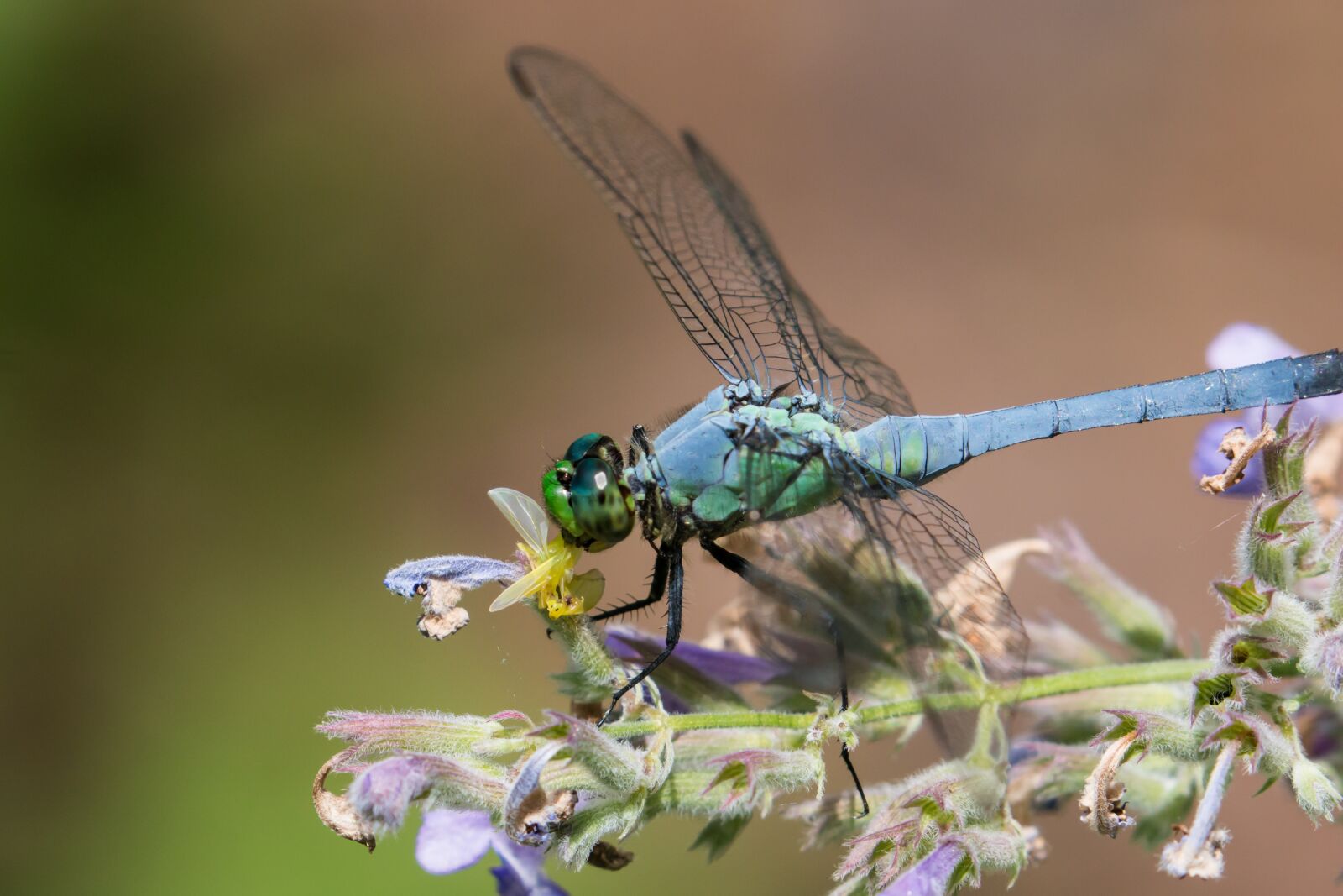 Canon EOS 70D + Canon EF 100-400mm F4.5-5.6L IS II USM sample photo. Garden, insect, dragonfly photography