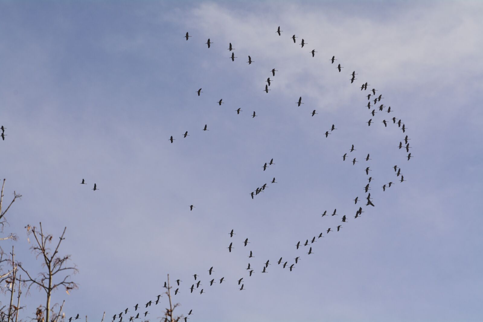 Nikon D7100 sample photo. Cranes, travel, autumn photography