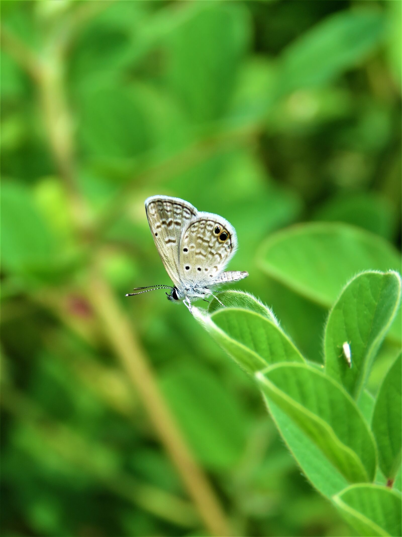 Canon PowerShot SX60 HS sample photo. Butterfly, tiny, insect photography