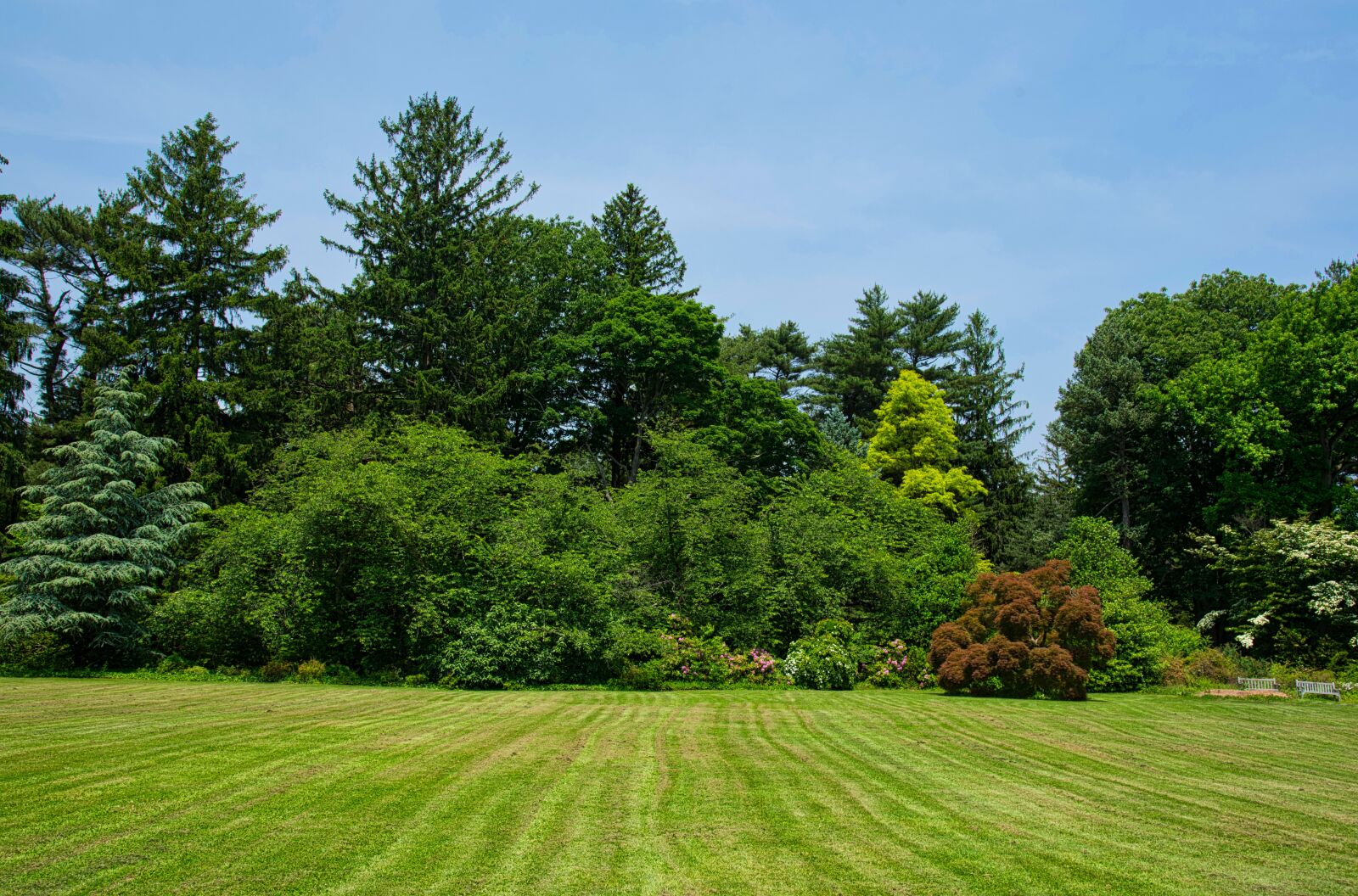 Nikon D750 sample photo. Trees, planting fields, landscape photography