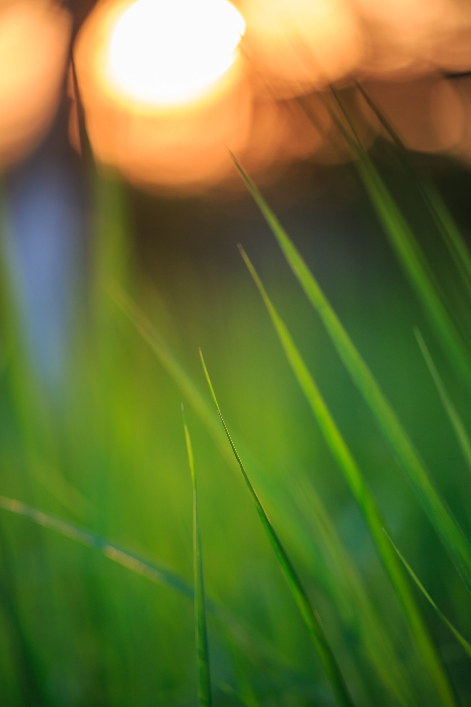 Canon EF 100mm F2.8L Macro IS USM sample photo. Sunset, grass, twilight photography