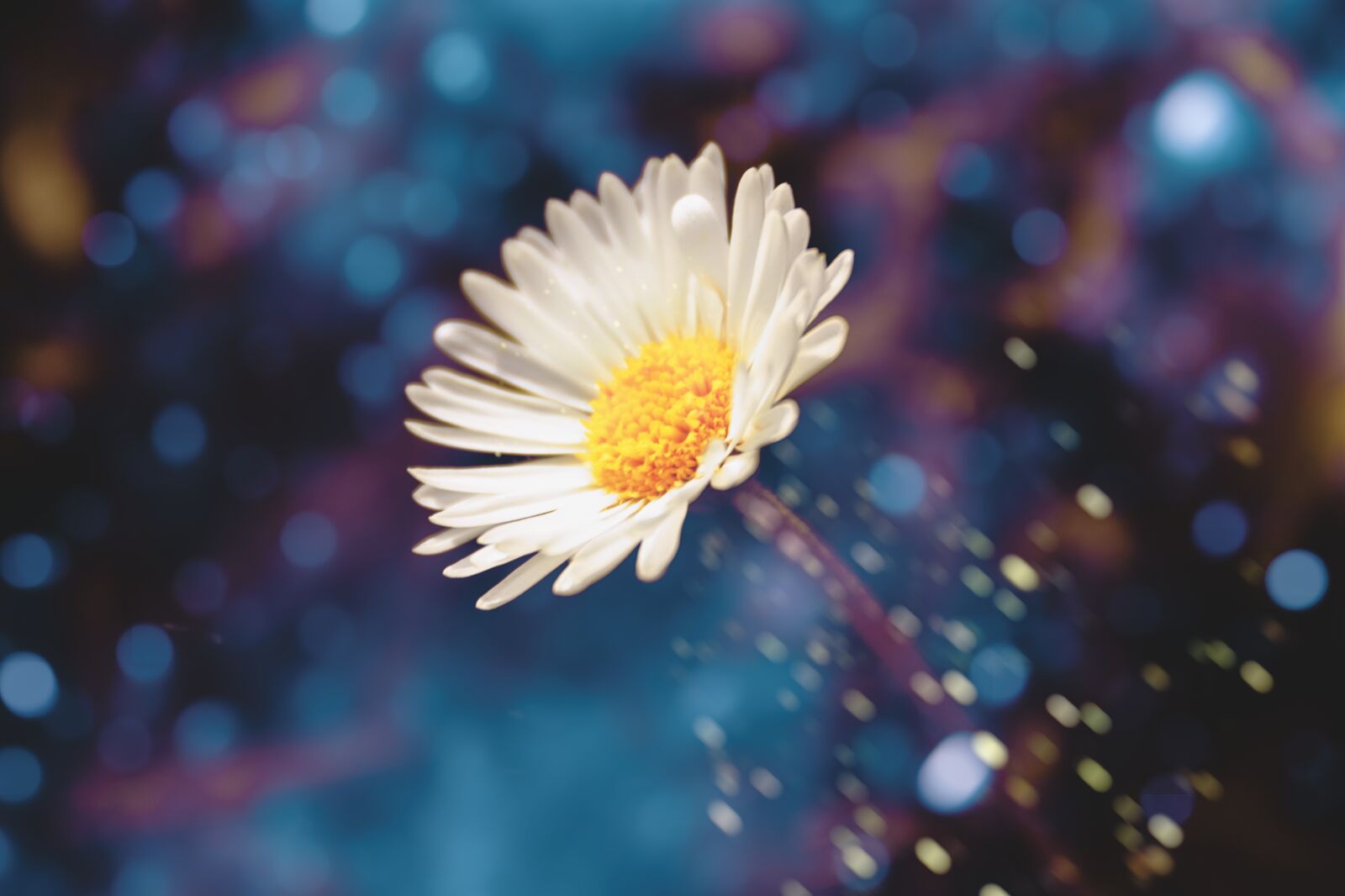 Canon EOS 1300D (EOS Rebel T6 / EOS Kiss X80) sample photo. Daisy, macro, nature photography