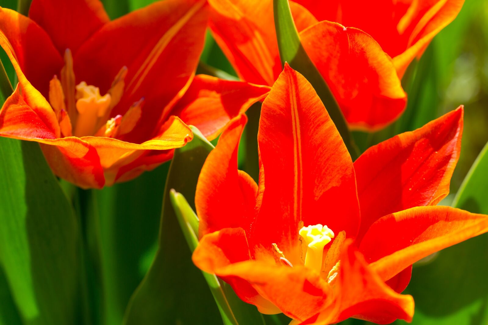 Canon EOS 5D Mark III sample photo. Tulips, flowers, orange photography