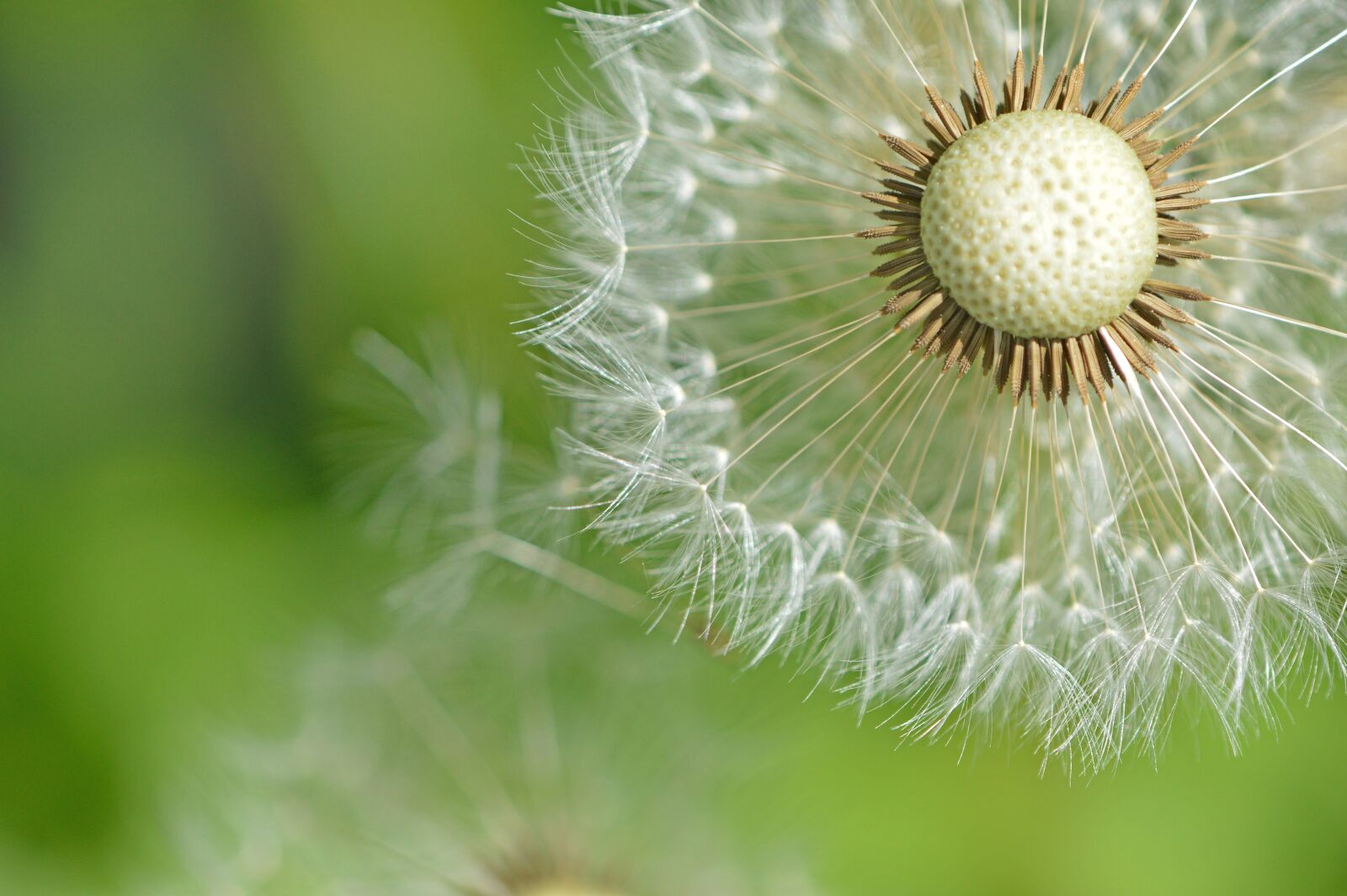 Nikon D3200 sample photo. Dandelion, flower, seeds photography