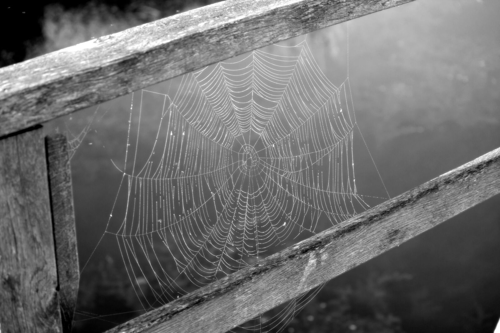 Canon EF-S 55-250mm F4-5.6 IS II sample photo. Cobweb, web, black and photography