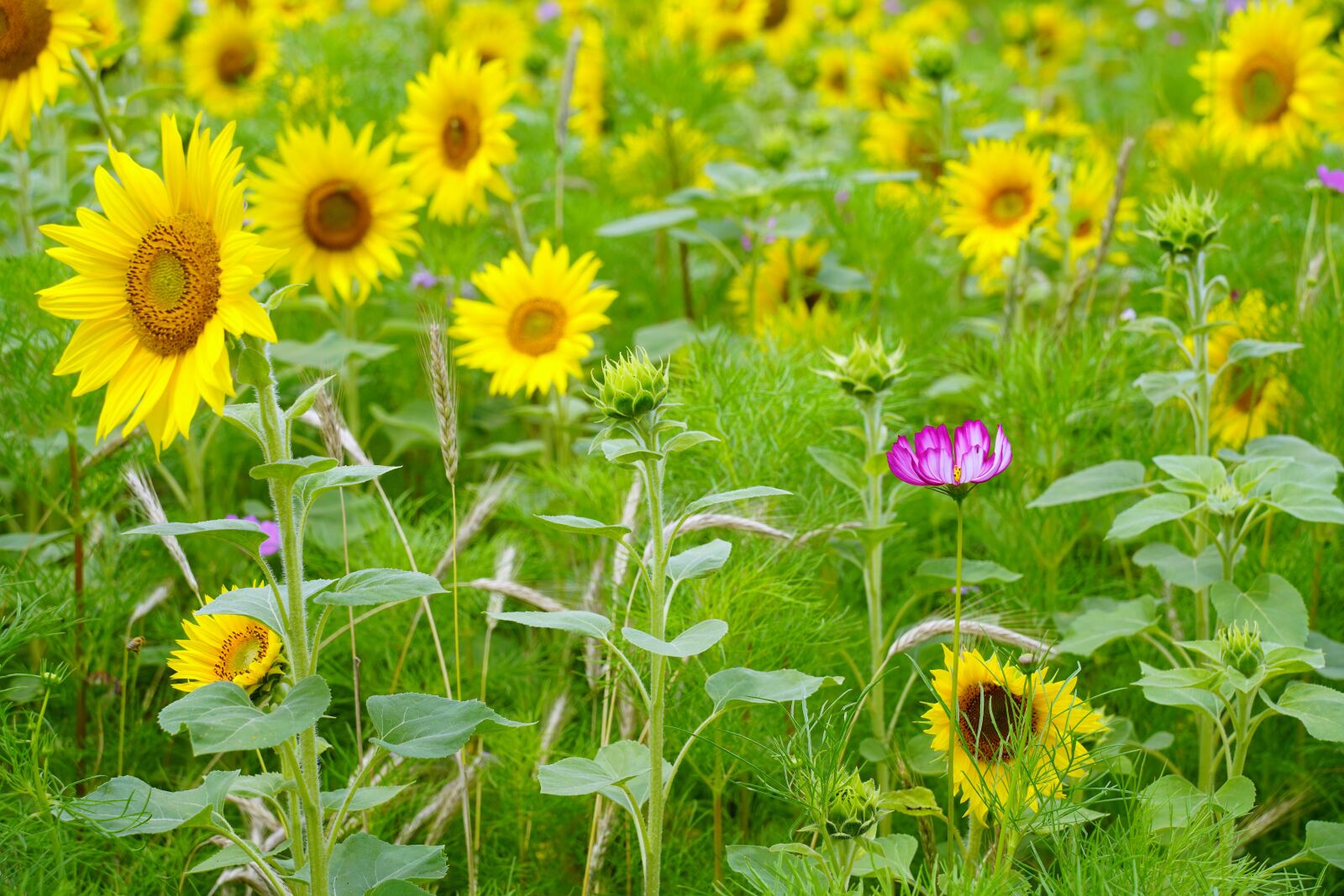 Tamron 28-200mm F2.8-5.6 Di III RXD sample photo. Sunflower, cosmos, summer photography