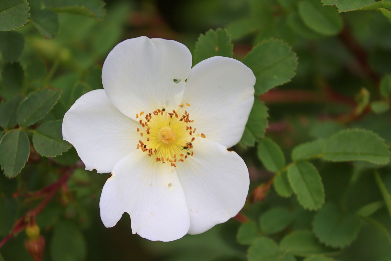 Canon EOS 200D (EOS Rebel SL2 / EOS Kiss X9) sample photo. Wild rose, white, pink photography