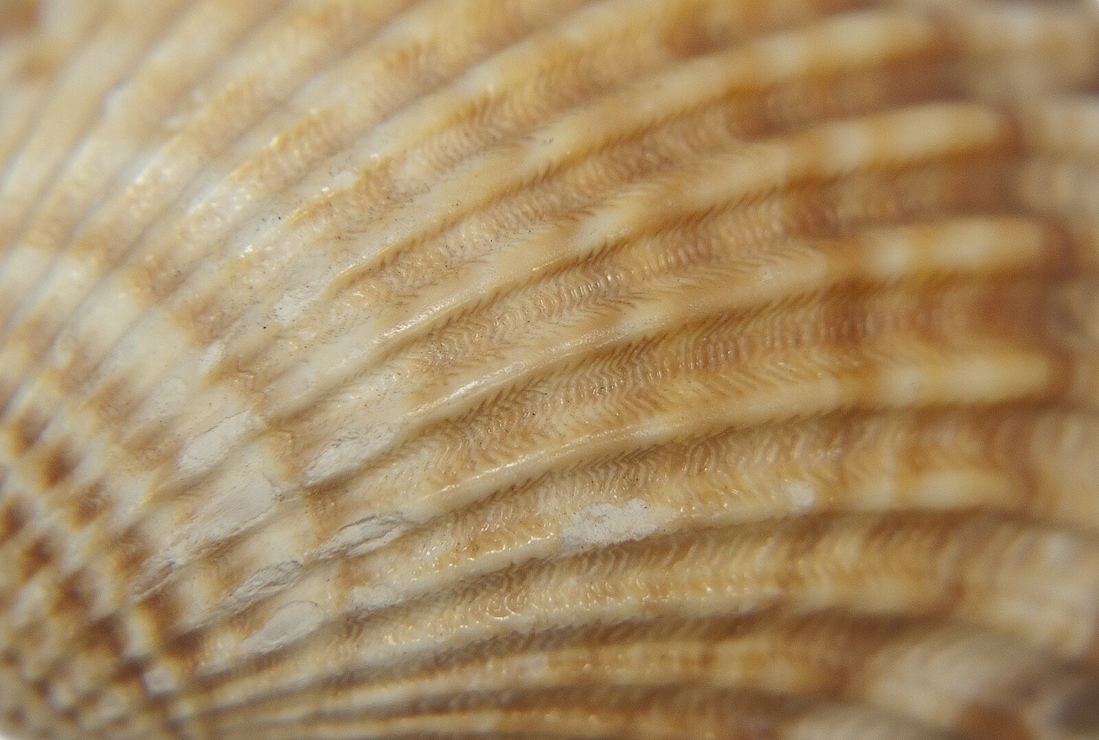 Nikon D80 sample photo. Seashell, invoice shell, scallop photography