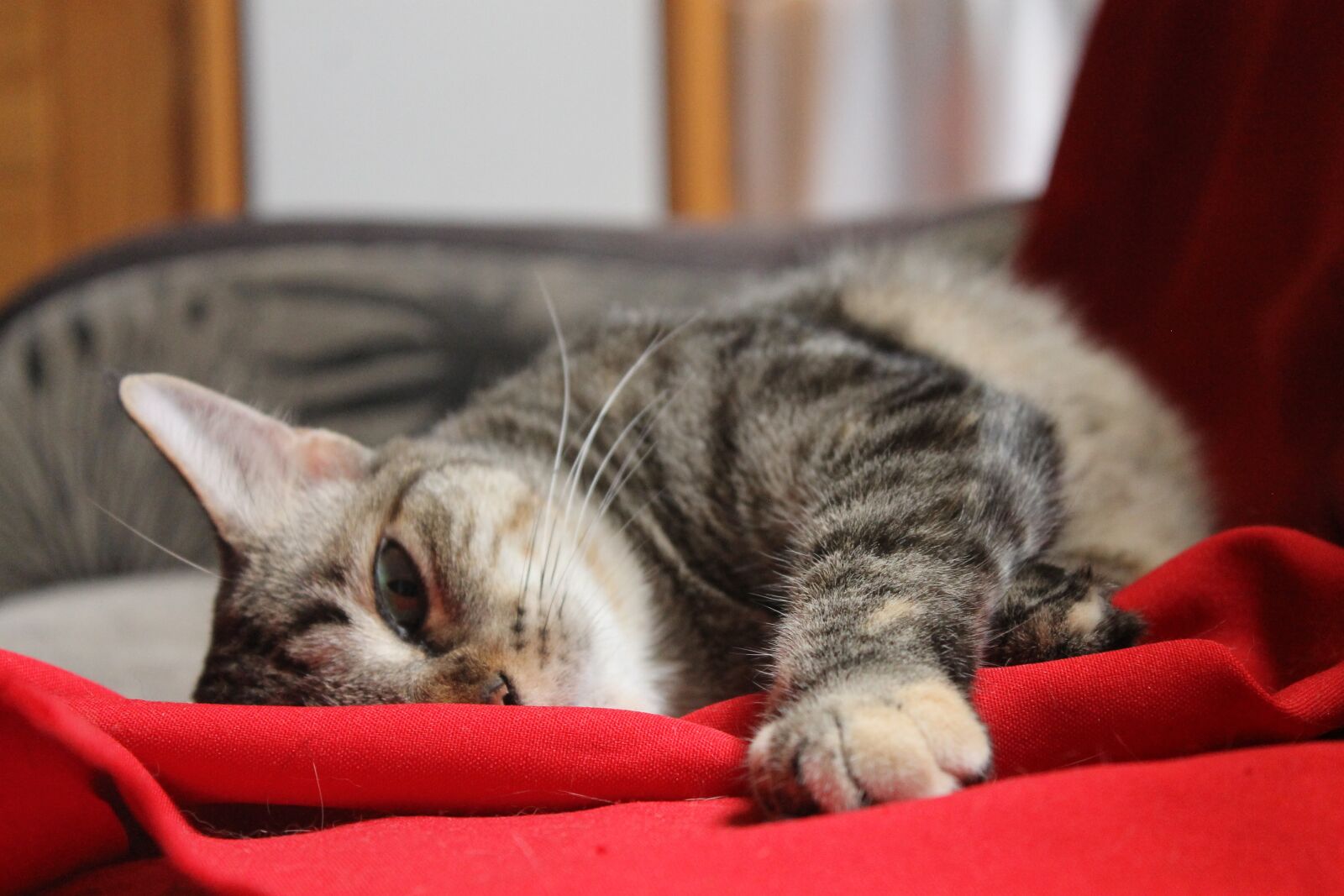 Canon EOS 1100D (EOS Rebel T3 / EOS Kiss X50) sample photo. Gato, mascota, adorable photography