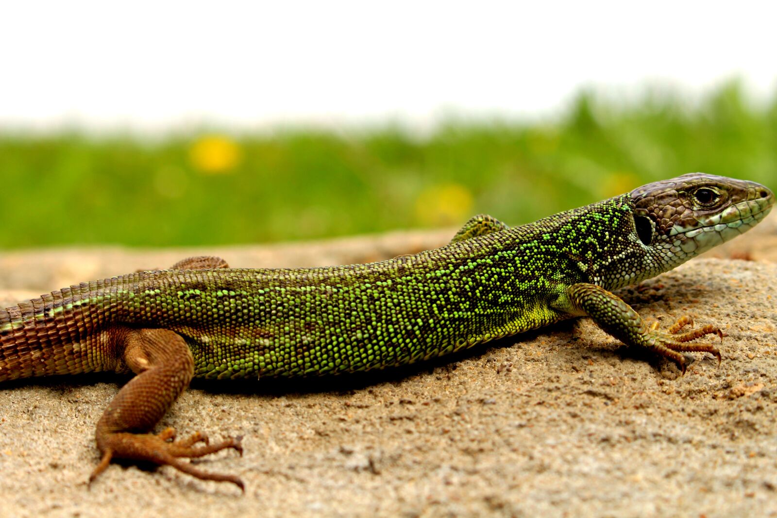 Canon EOS 700D (EOS Rebel T5i / EOS Kiss X7i) sample photo. Lizard, nature, forest photography