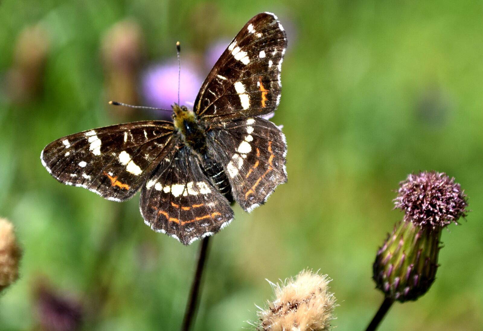 Nikon D5600 sample photo. Butterfly, insect, european map photography