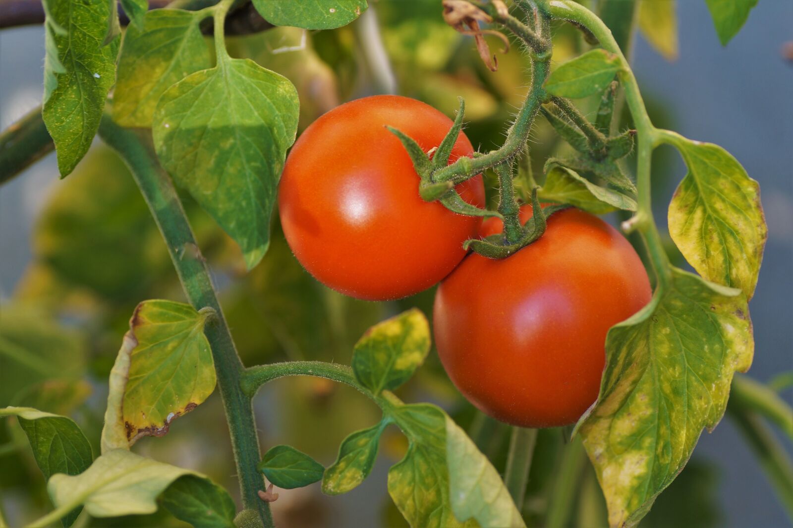 Sony SLT-A58 sample photo. Paradise, apple, tomatoes photography