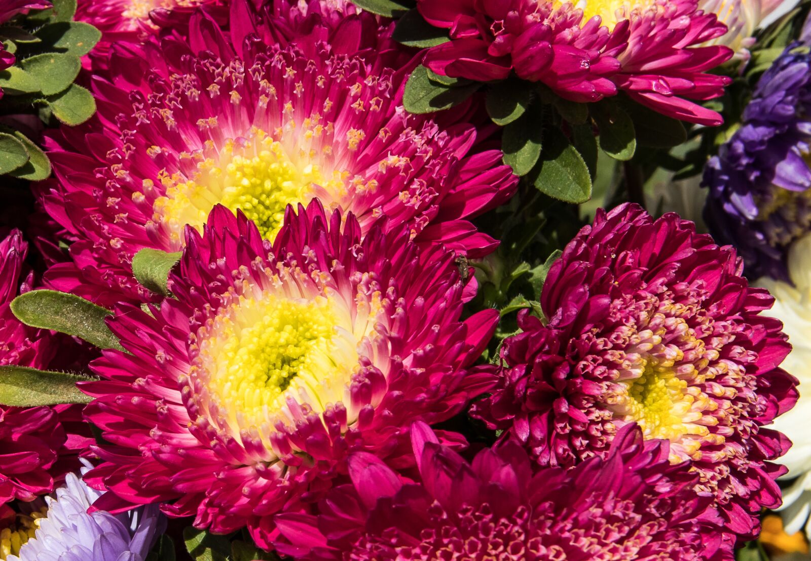 Canon EOS 80D sample photo. Aster, asters, flowers photography