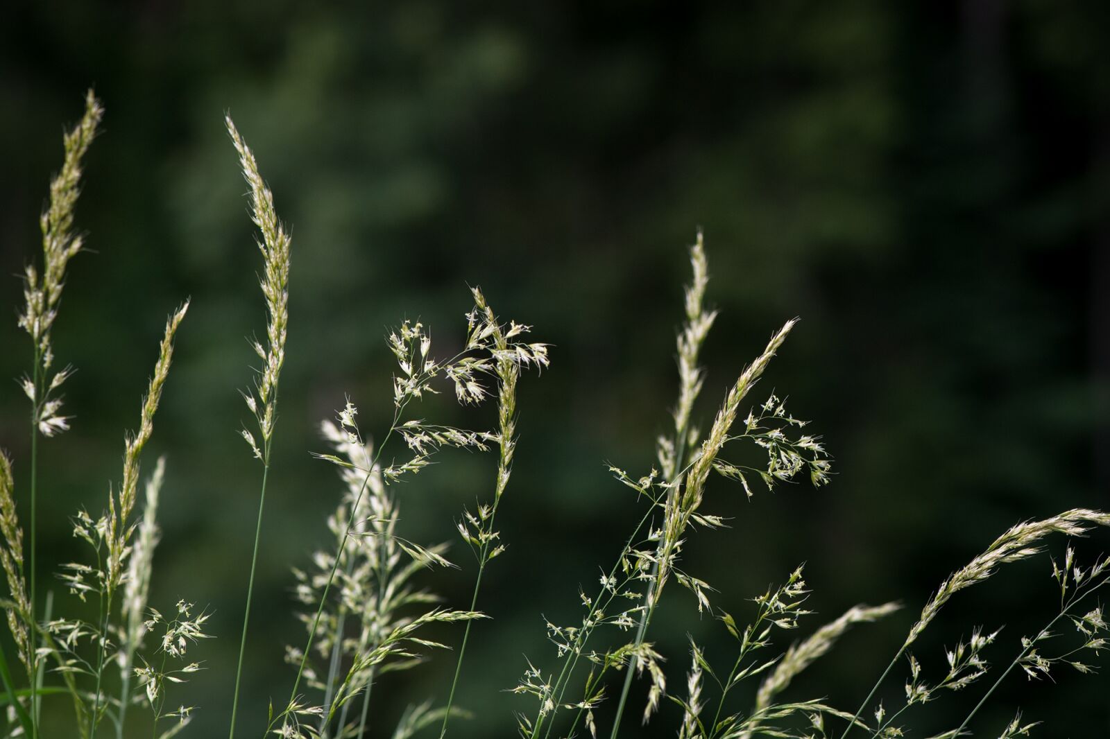Nikon D7100 sample photo. Grass, grasses, game grass photography
