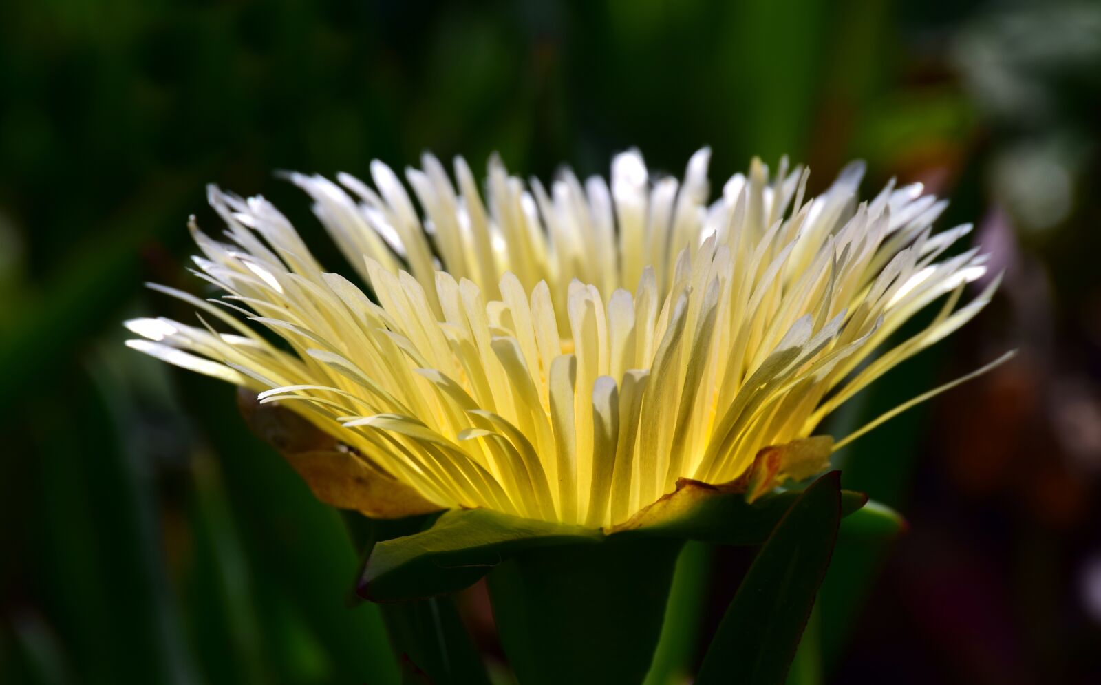 Nikon D3300 sample photo. Cactus, cactus blossom, close photography