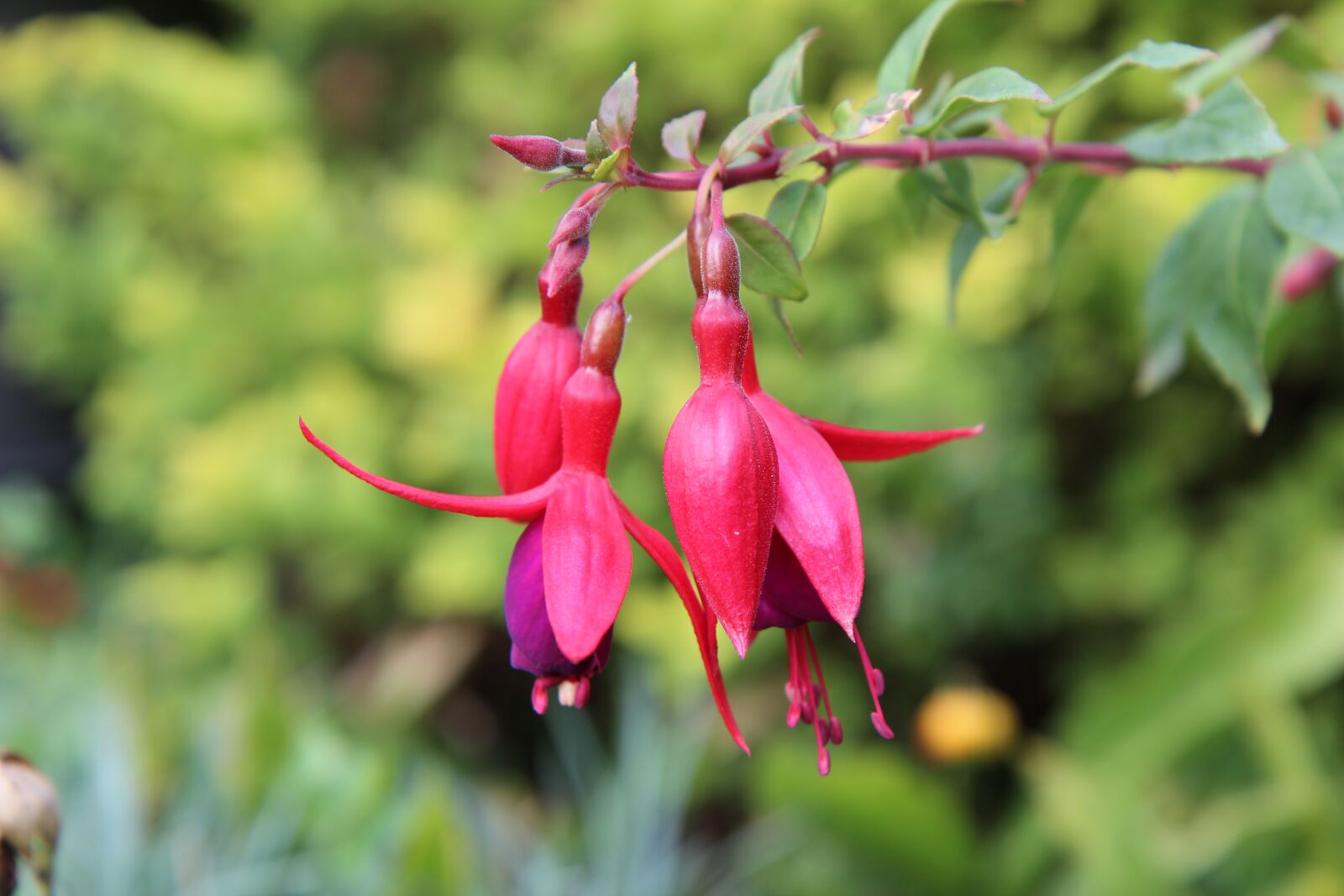 Canon EOS 600D (Rebel EOS T3i / EOS Kiss X5) sample photo. Fushia red, fushia, flowering photography