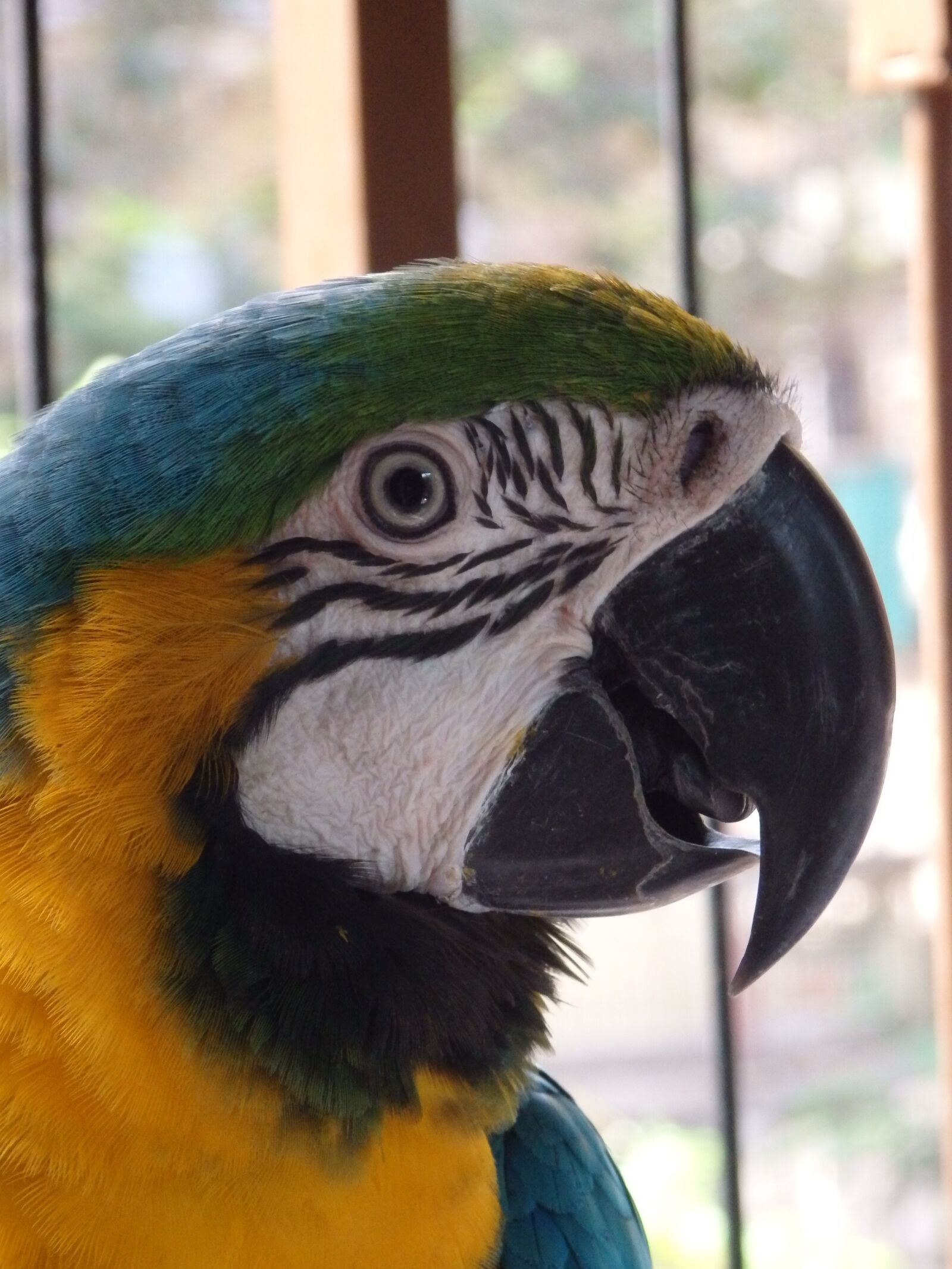 Olympus SZ-16,DZ-105 sample photo. Blue, yellow, macaw photography